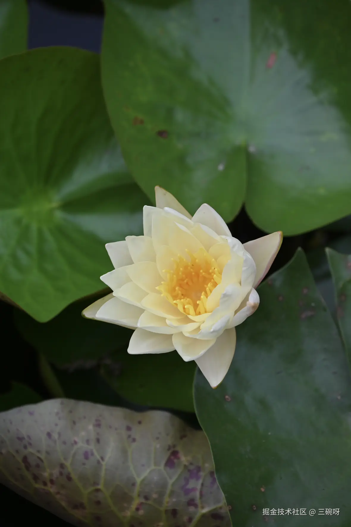 三碗呀于2025-06-16 09:28发布的图片