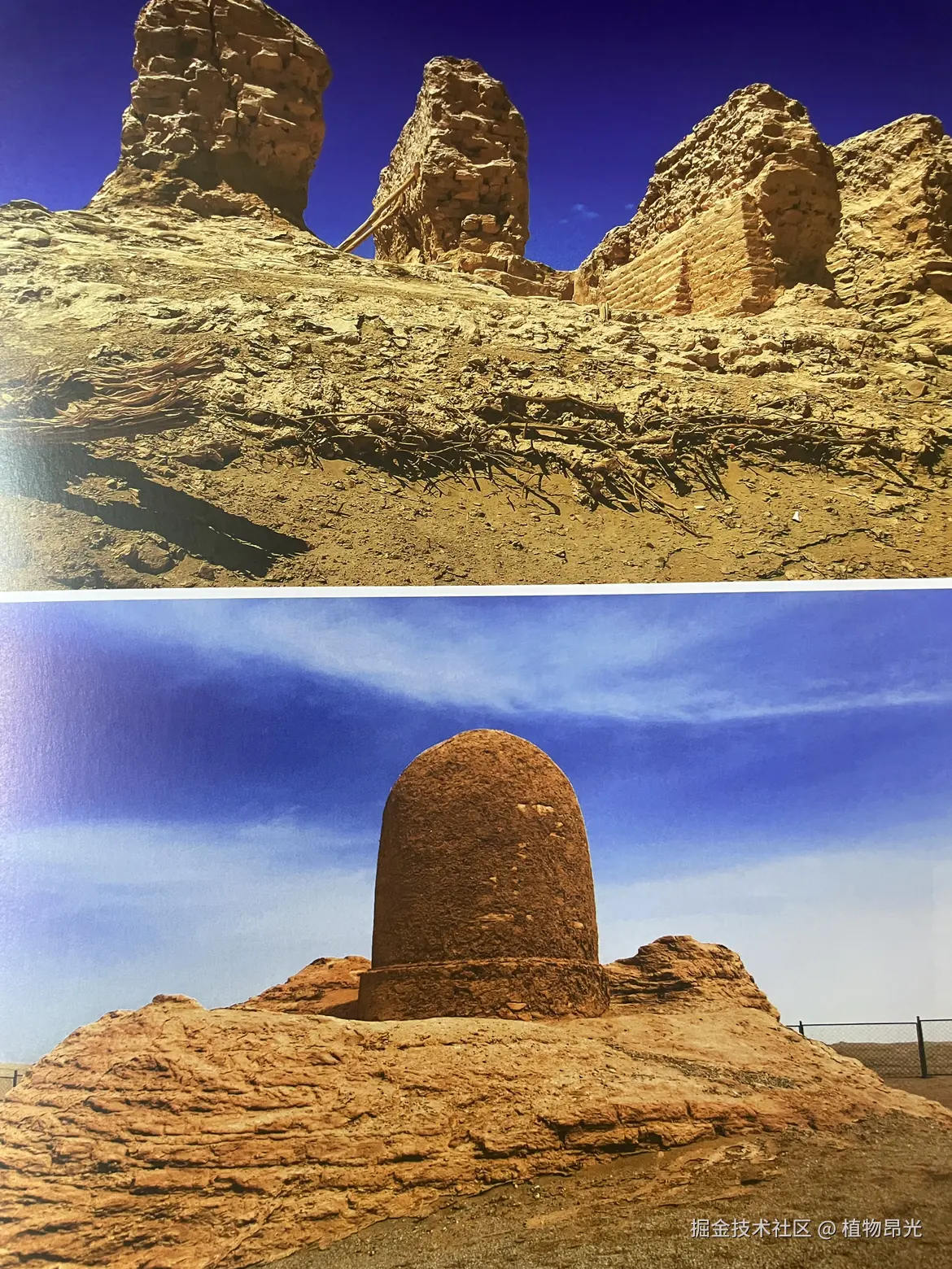 植物昂光于2026-03-21 11:00发布的图片