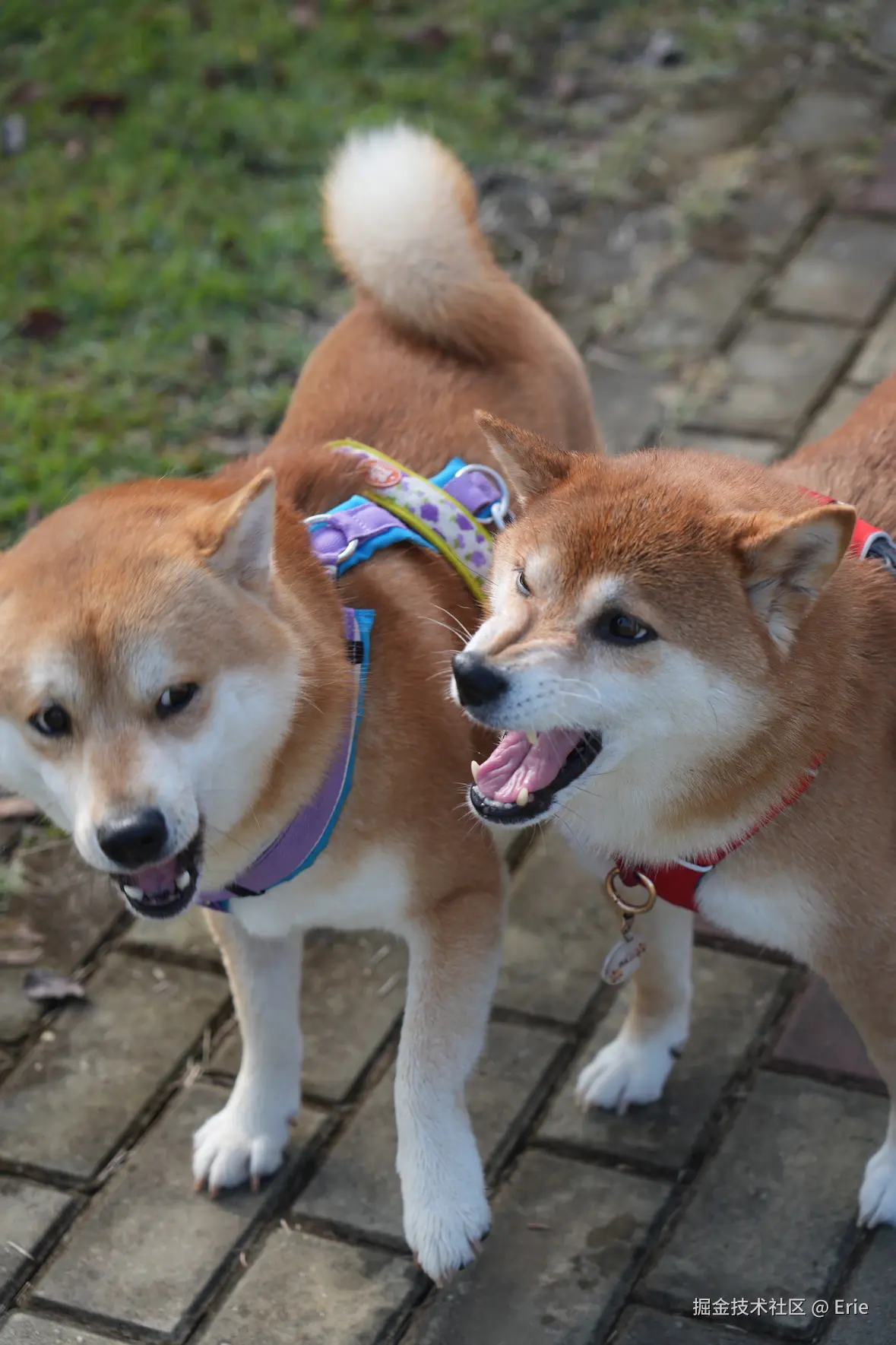 Erie于2025-11-18 08:30发布的图片