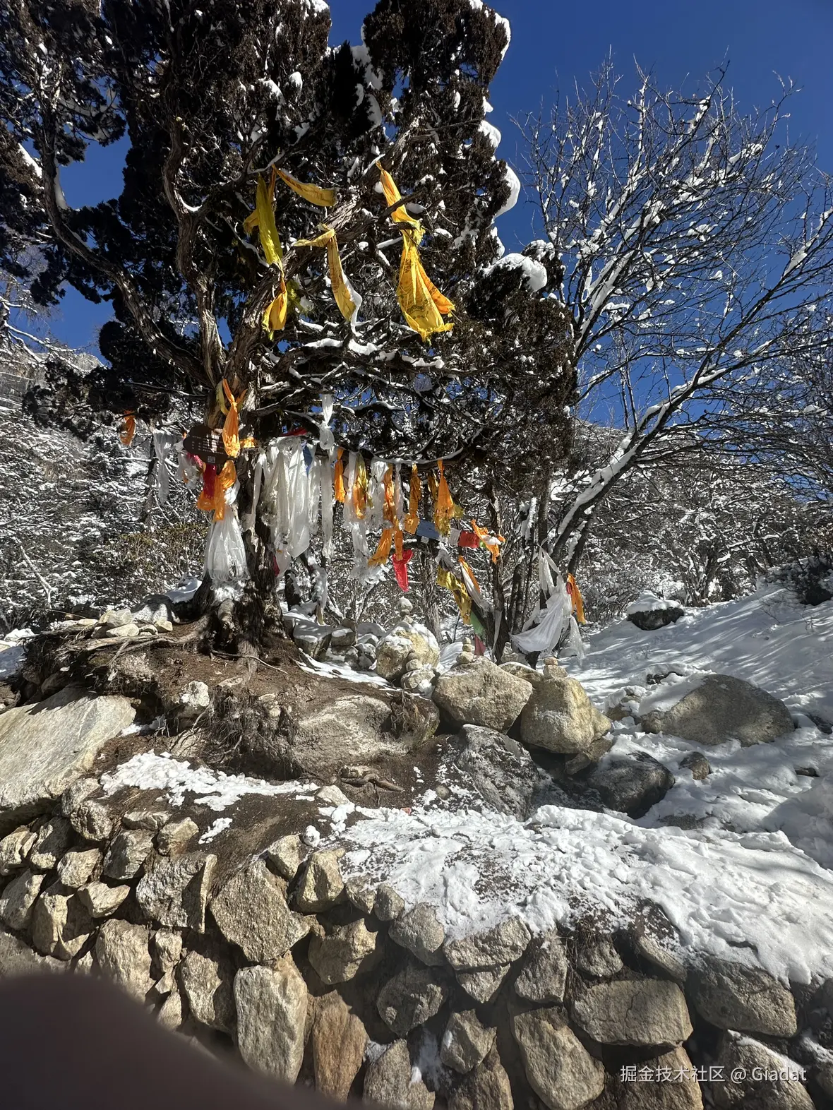 Giadat于2024-12-02 10:48发布的图片