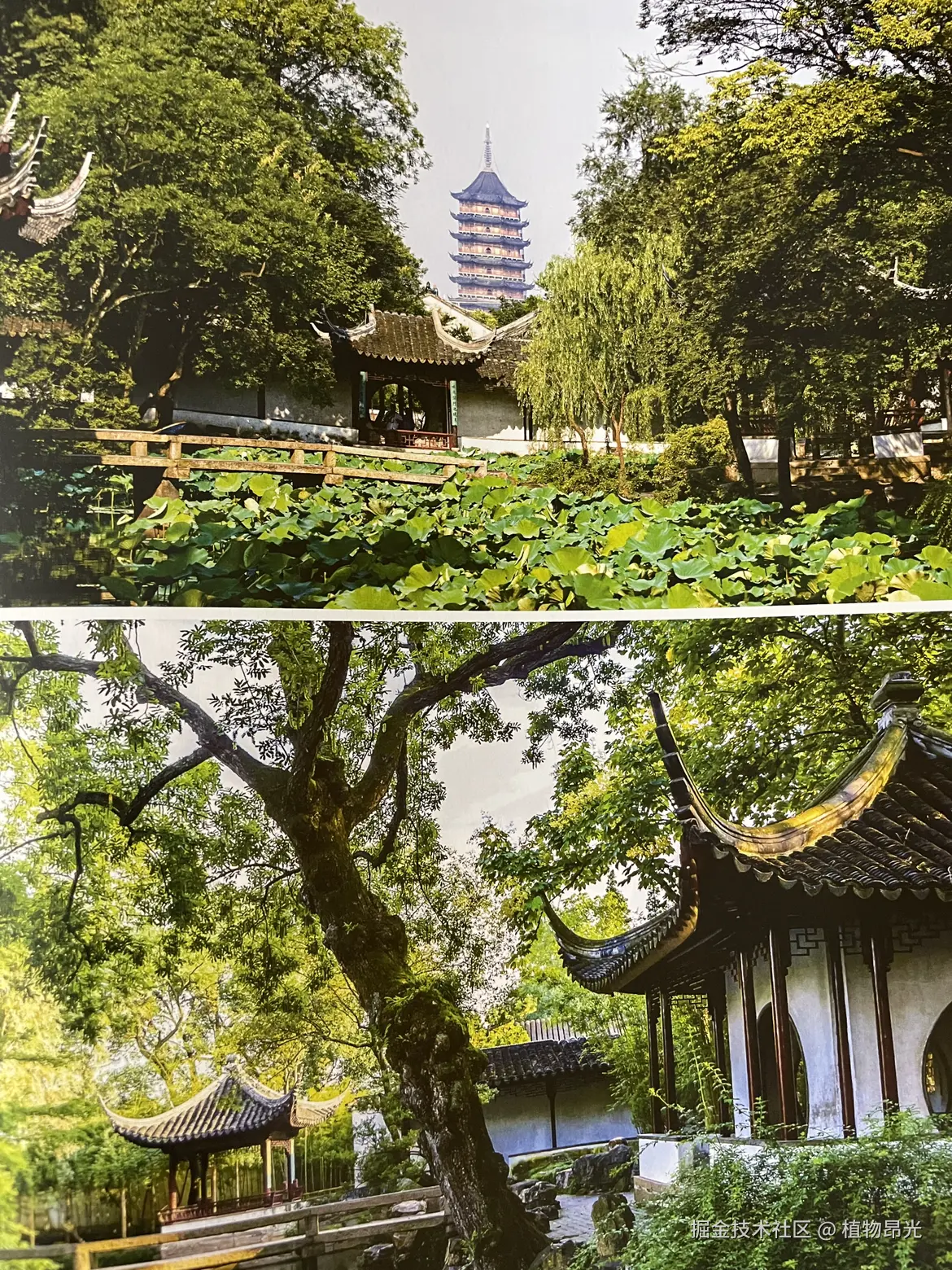 植物昂光于2026-04-28 21:07发布的图片