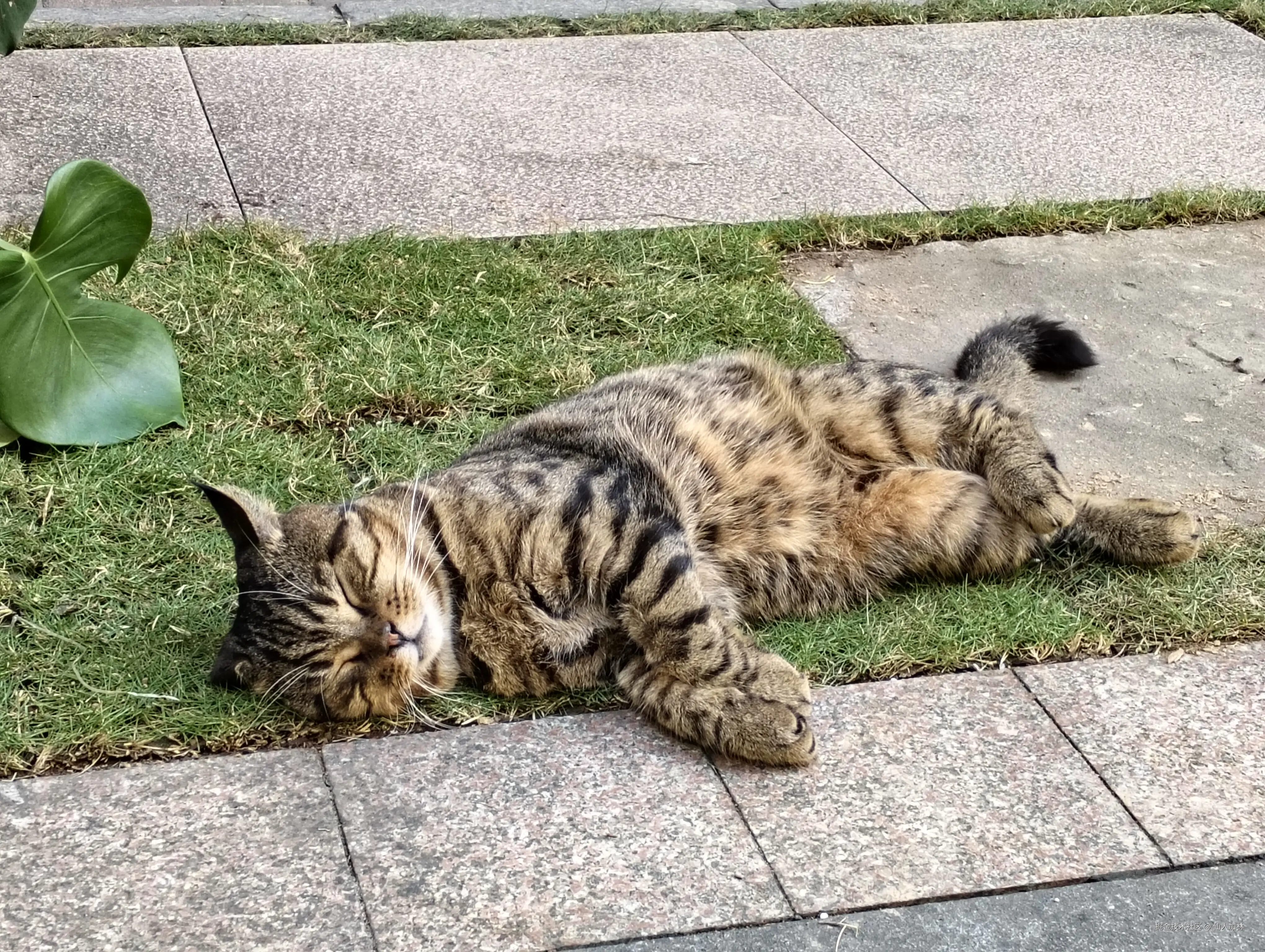 仙人加林于2025-11-15 17:00发布的图片