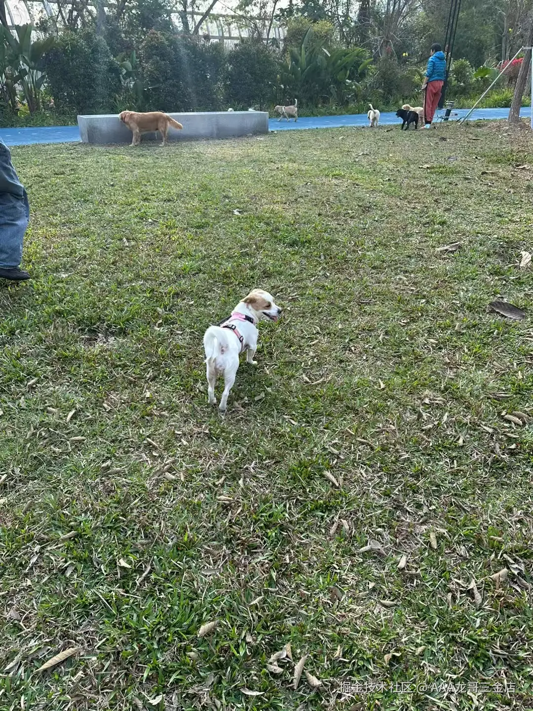 AAA龙哥三金店于2025-03-10 10:22发布的图片