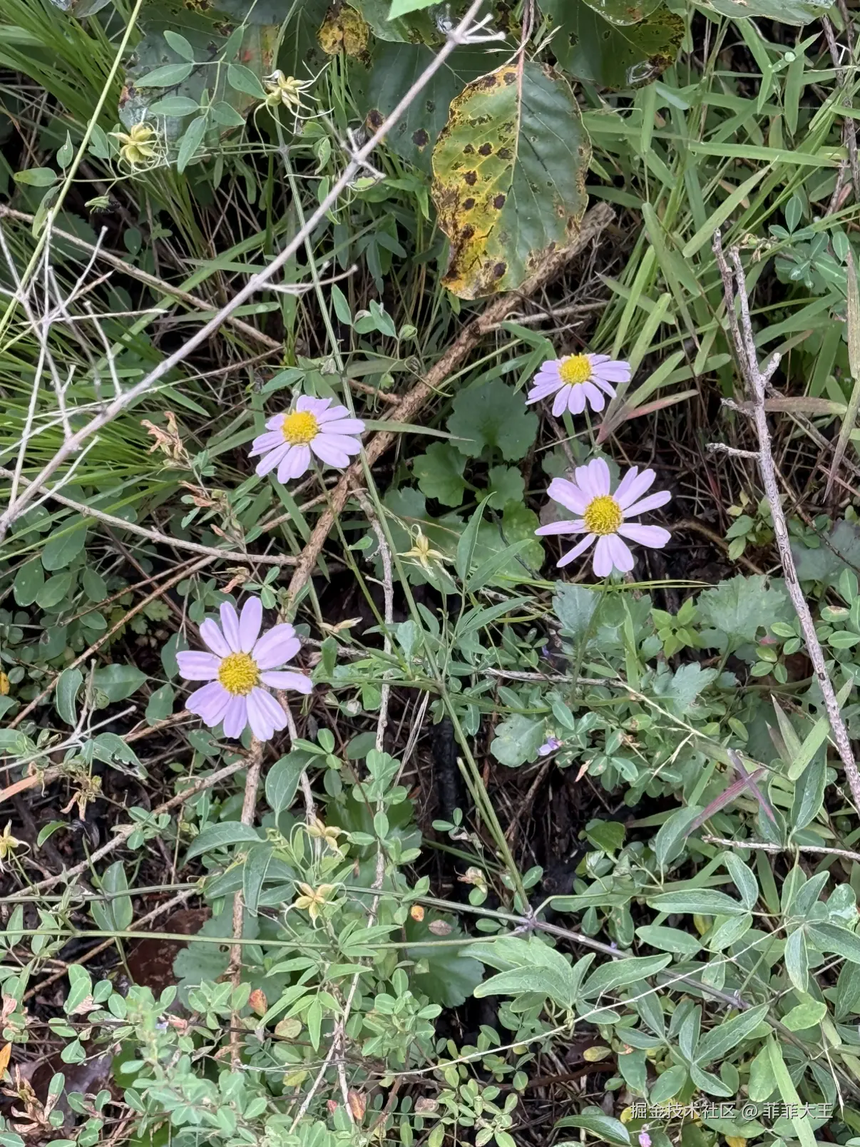 菲菲大王于2025-10-09 11:40发布的图片