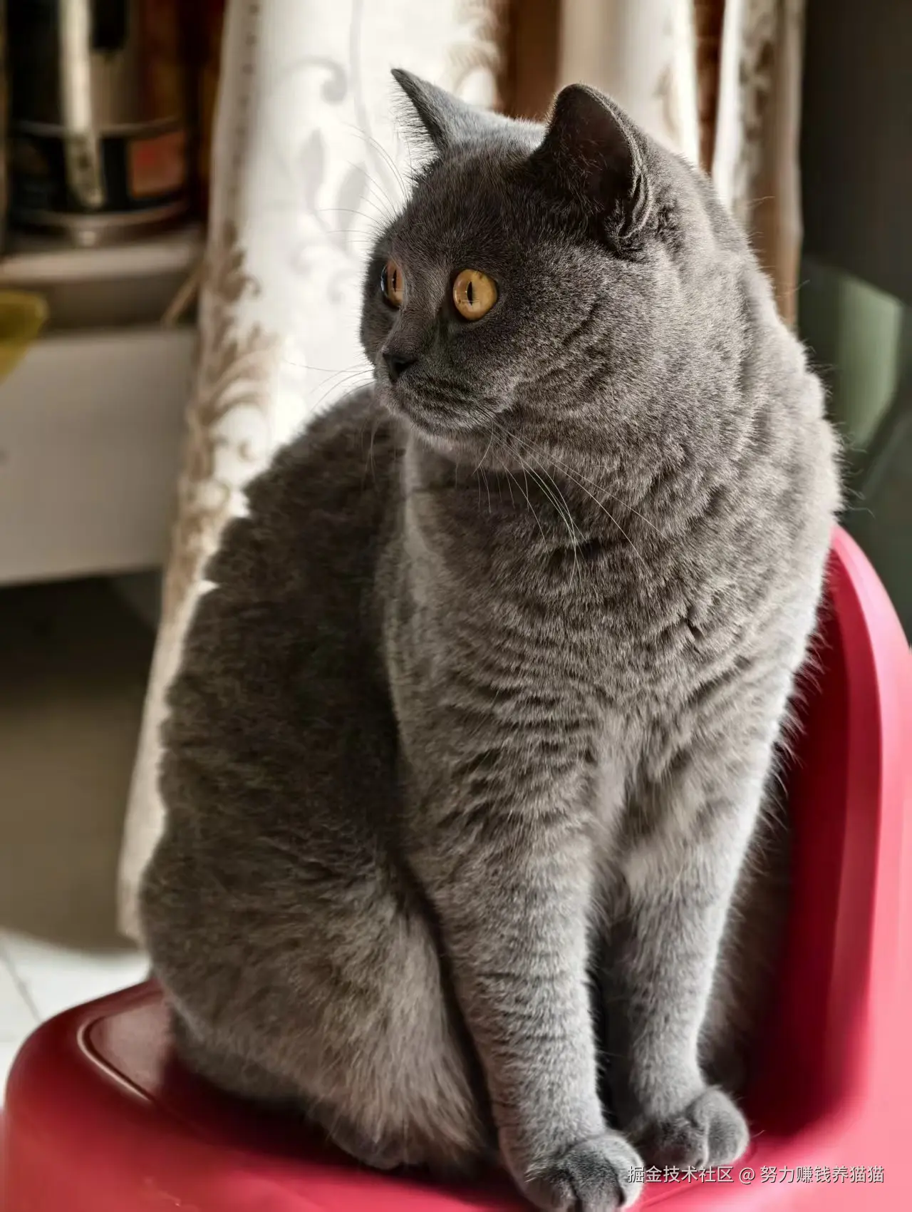 努力赚钱养猫猫于2025-12-08 09:57发布的图片