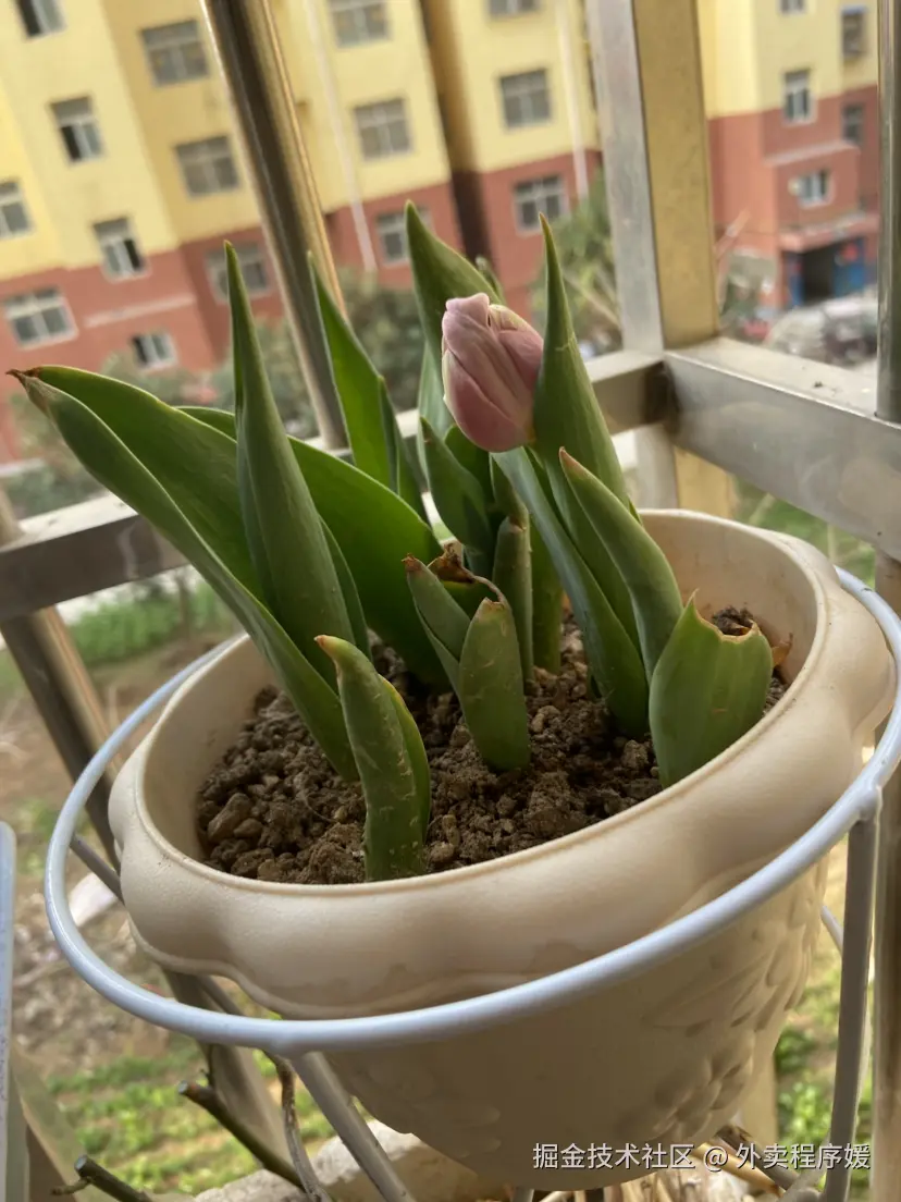 外卖程序媛于2026-03-25 09:30发布的图片