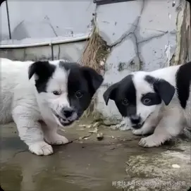 优秀稳妥的小鳄鱼于2025-04-24 10:45发布的图片