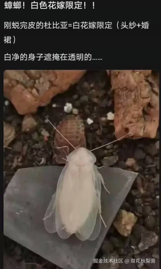 双花秋梨膏于2025-07-22 17:50发布的图片