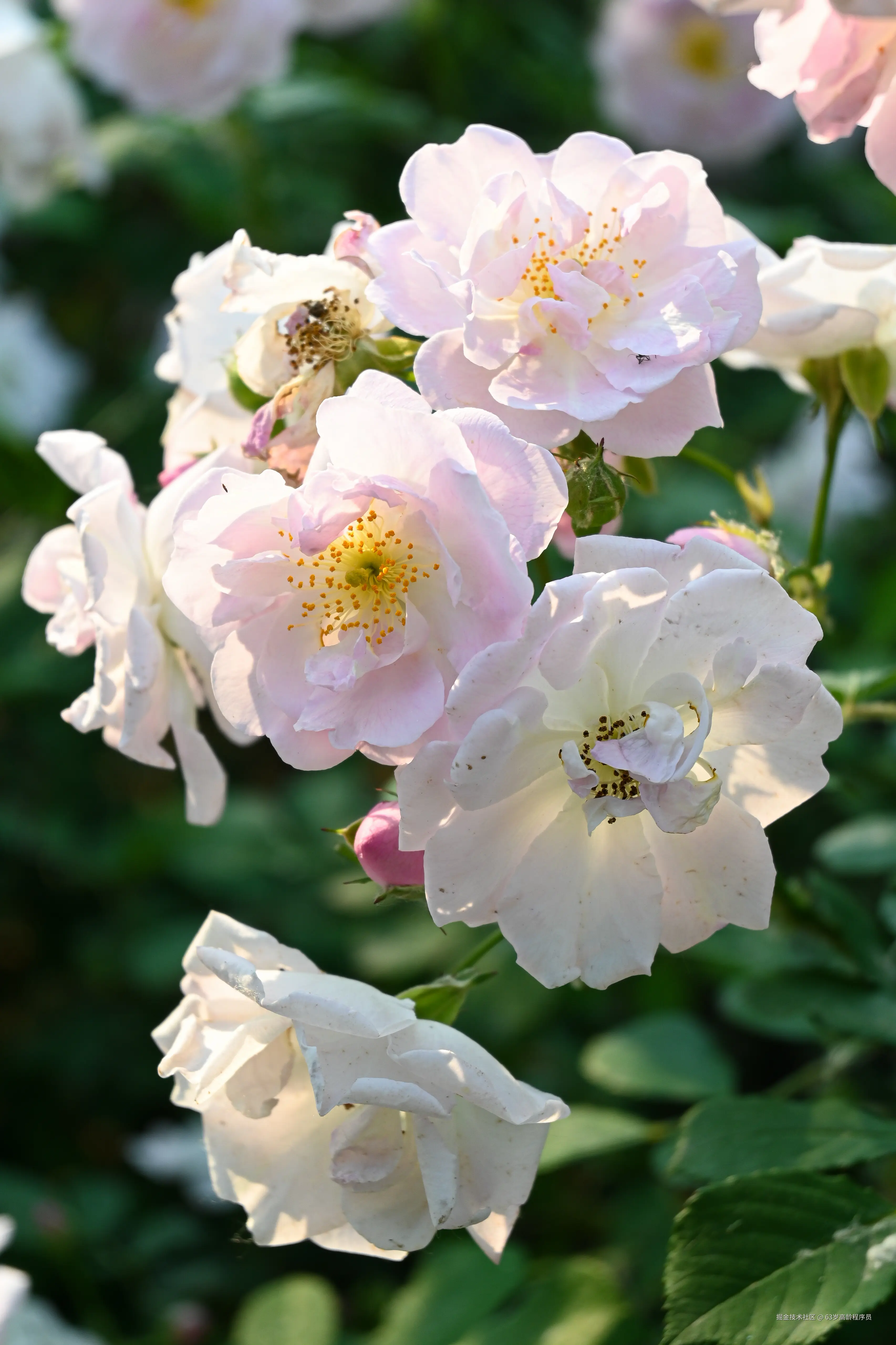 63岁高龄程序员于2025-05-12 09:50发布的图片