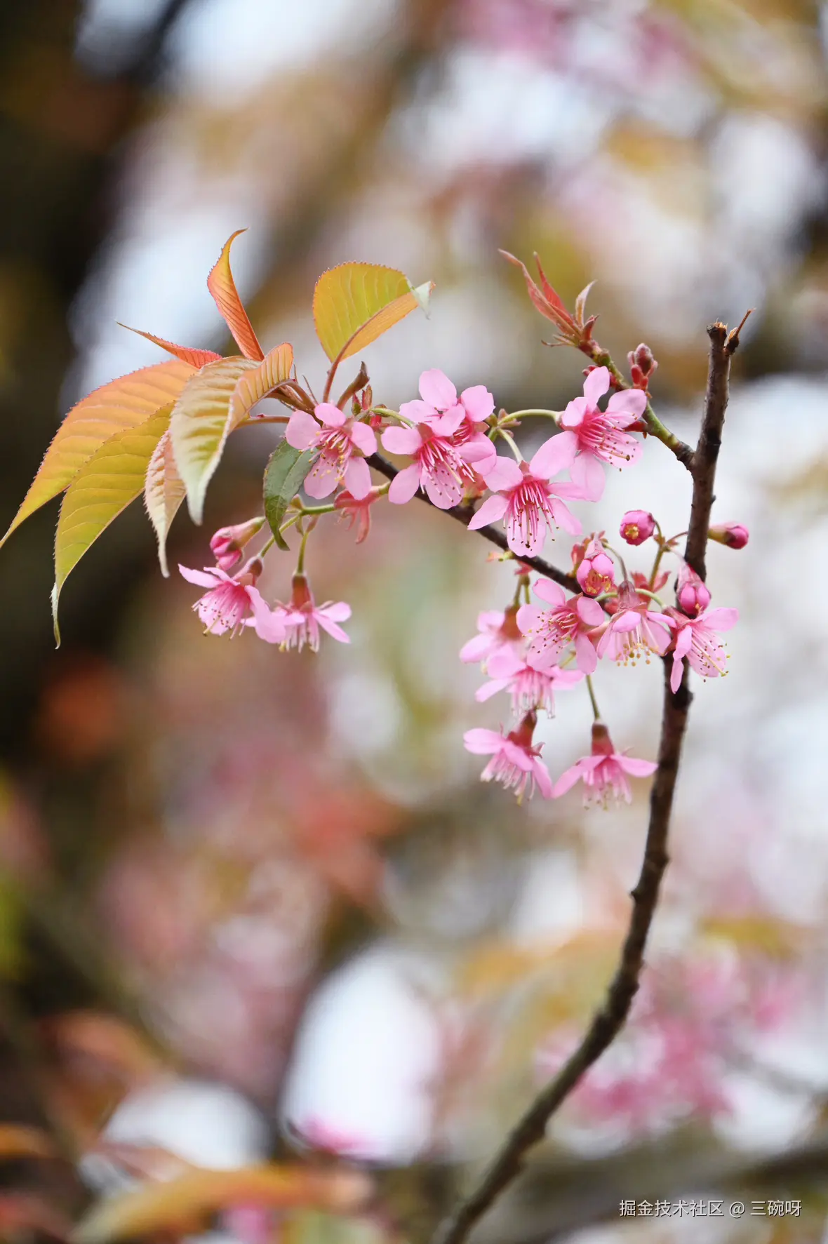 三碗呀于2025-02-10 13:44发布的图片