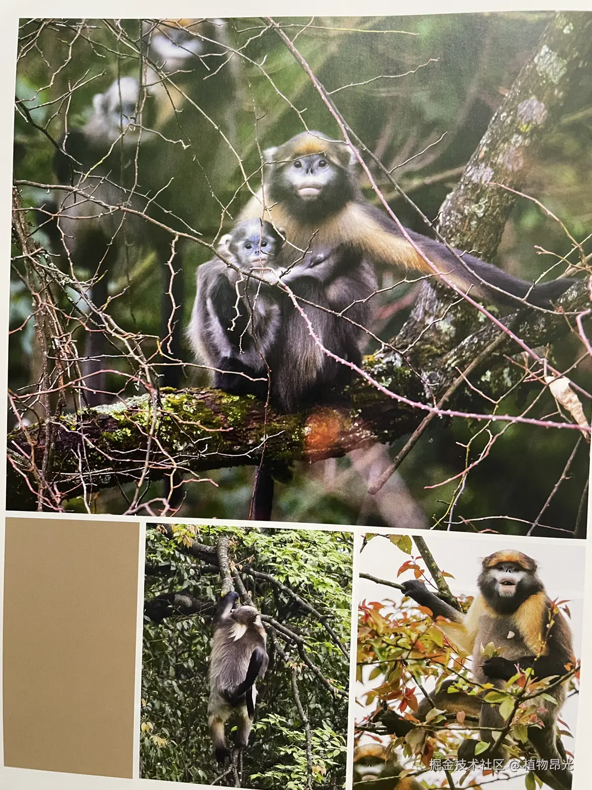 植物昂光于2026-04-08 23:28发布的图片