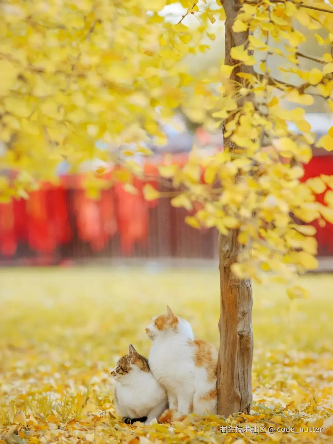 code_nutter于2024-11-19 10:16发布的图片