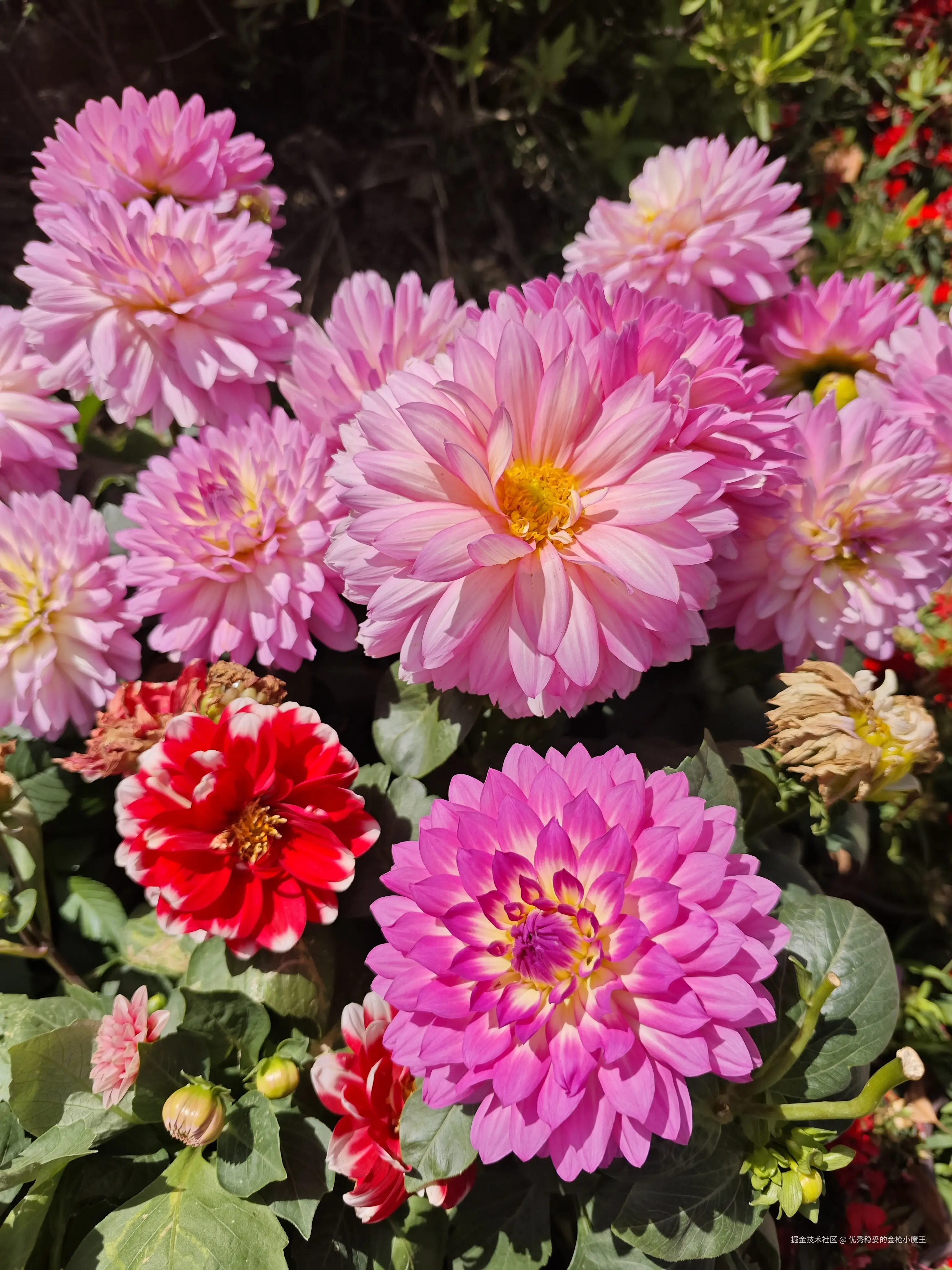 优秀稳妥的金枪小魔王于2025-04-15 13:28发布的图片