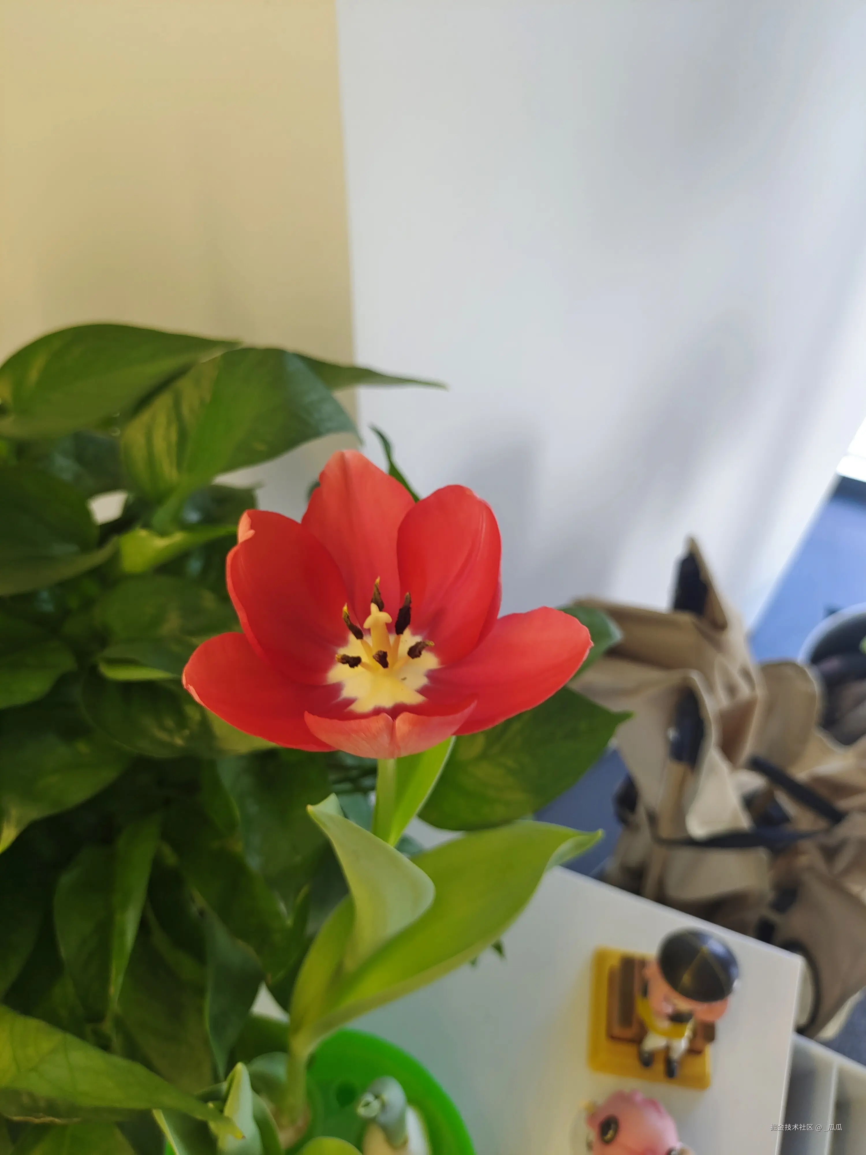 _瓜瓜于2025-03-12 09:25发布的图片