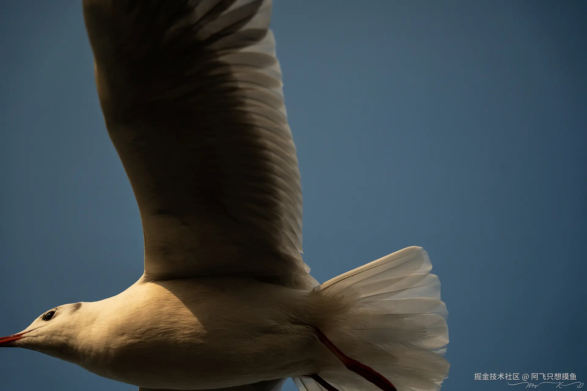 阿飞只想摸鱼于2024-12-20 10:23发布的图片