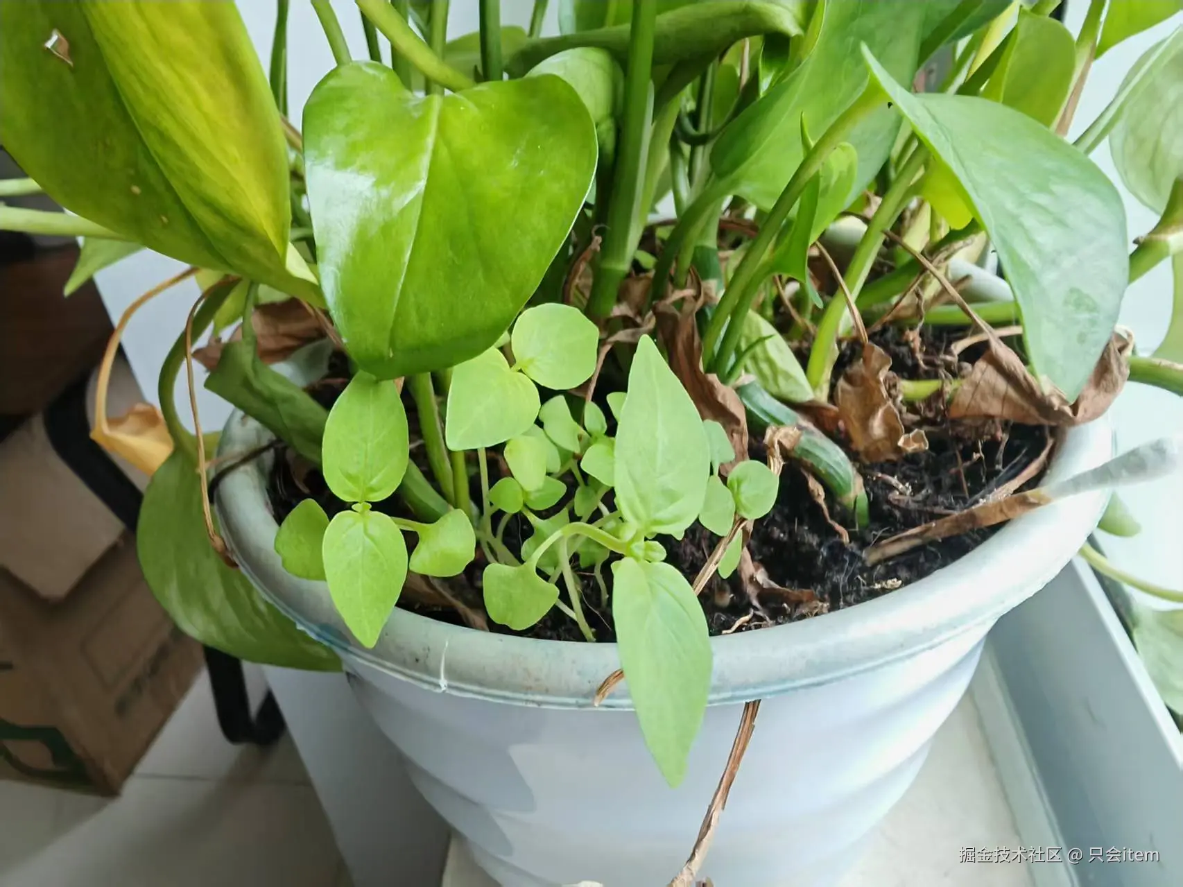 只会item于2025-05-09 10:46发布的图片