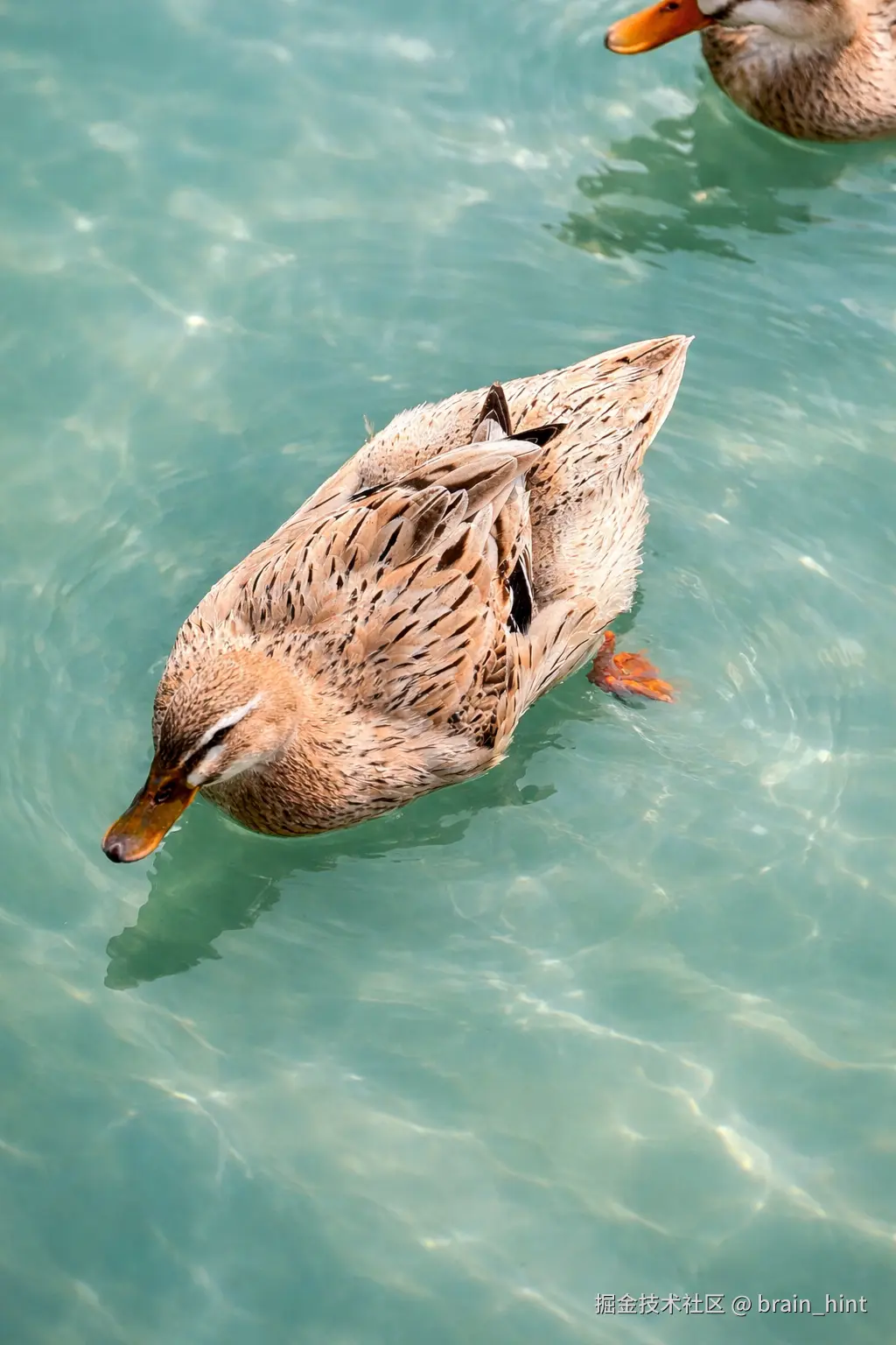 brain_hint于2026-03-12 13:24发布的图片