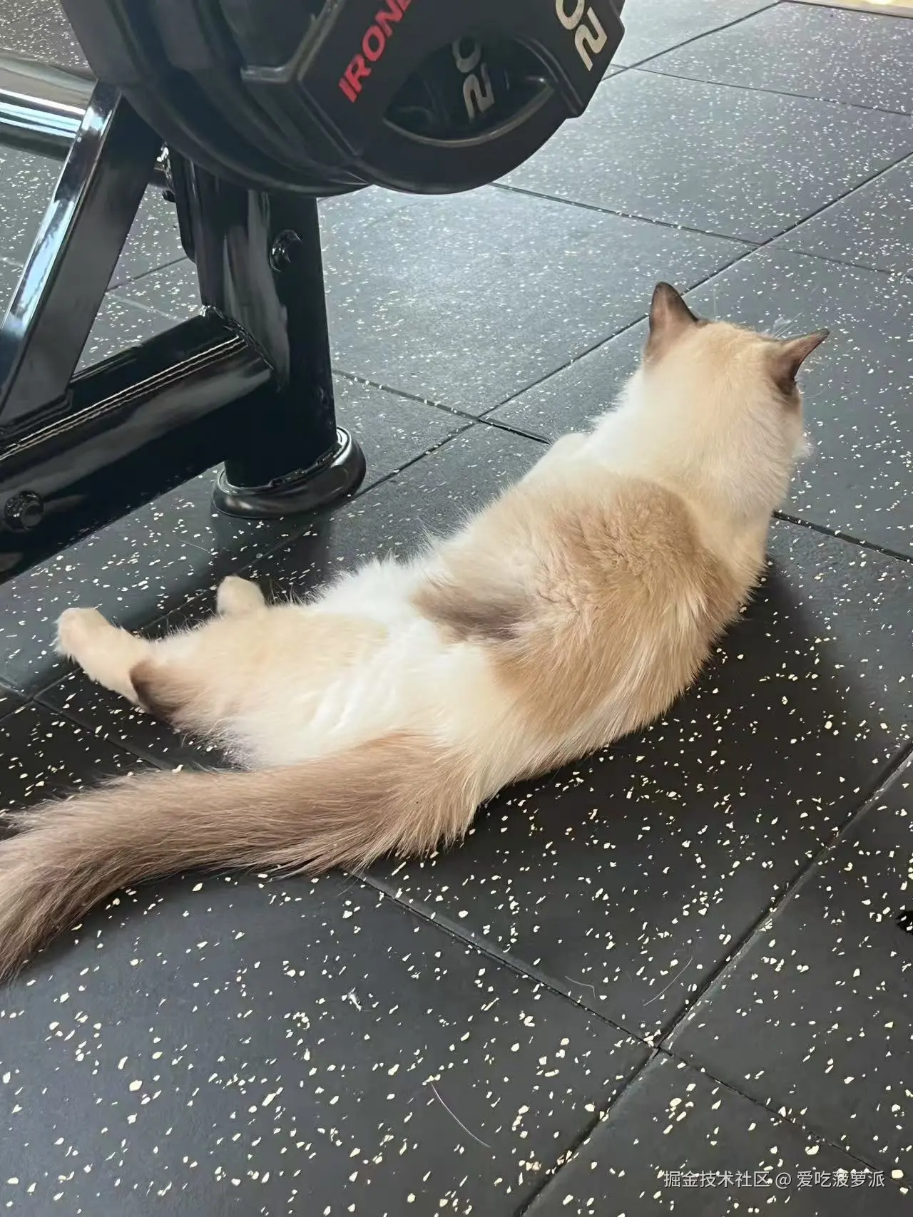 爱吃菠萝派于2025-06-30 11:11发布的图片