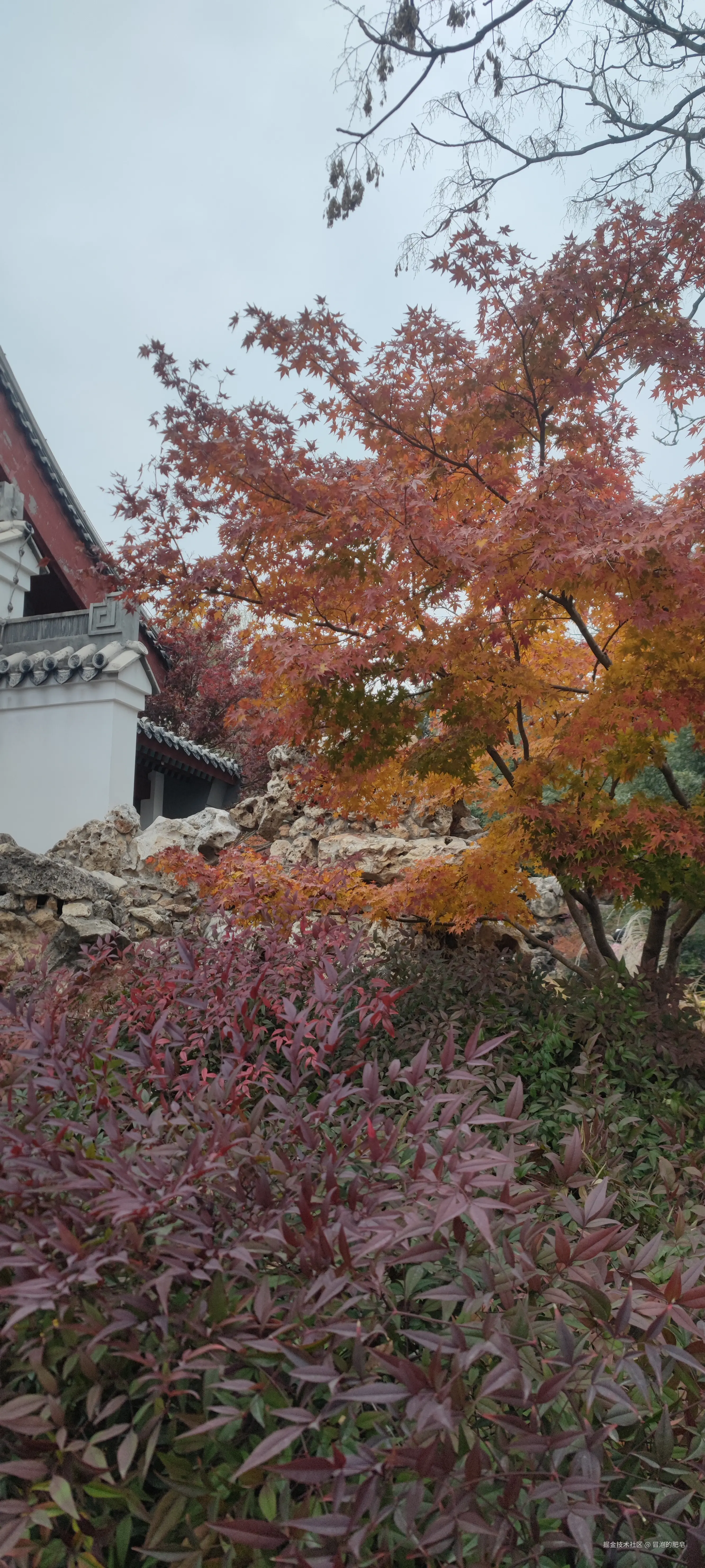 冒泡的肥皂于2024-11-24 16:42发布的图片