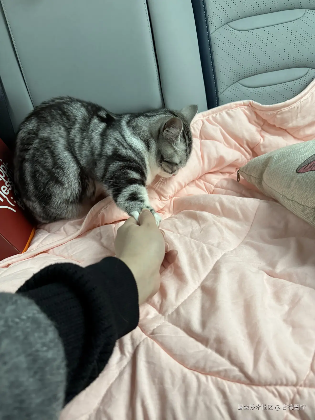 古德墨柠于2026-02-24 16:33发布的图片