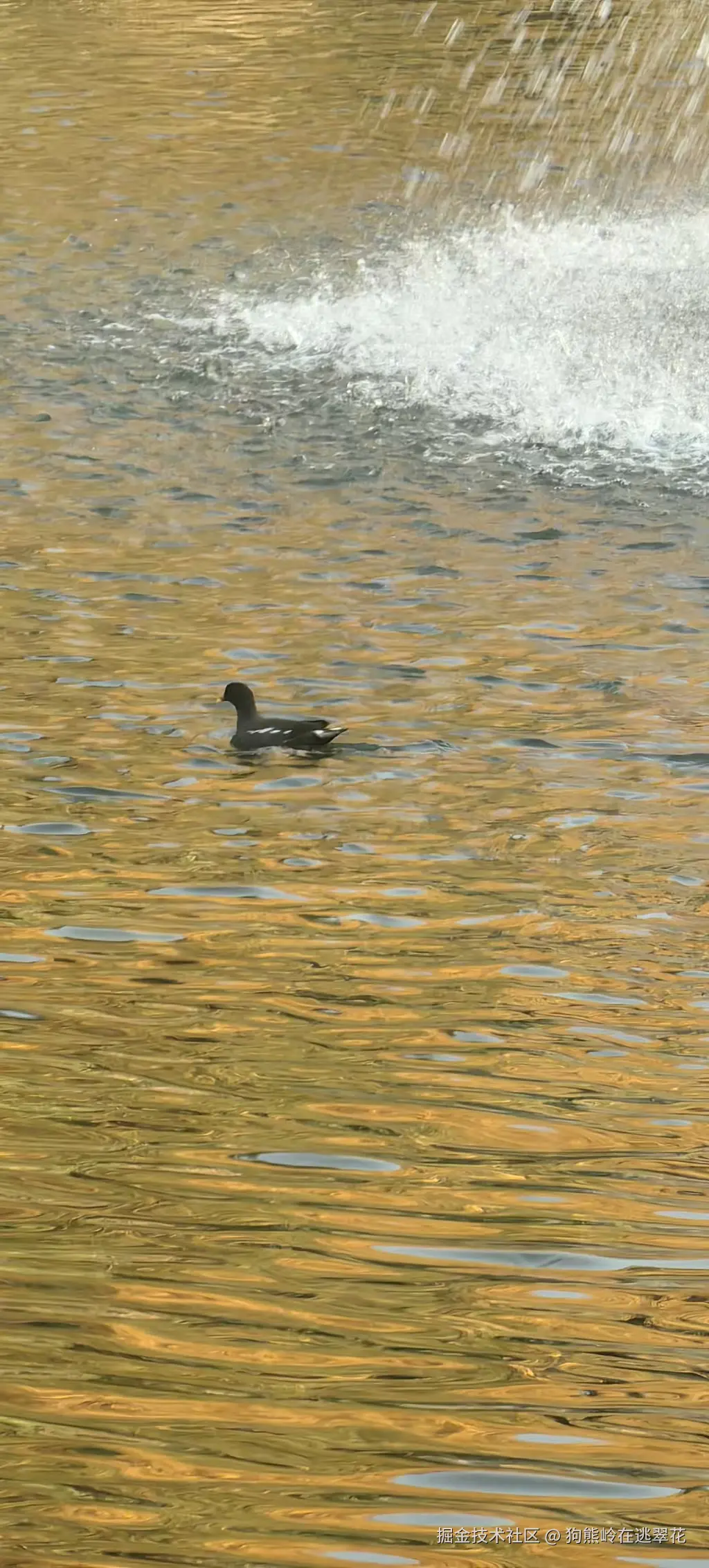 狗熊岭在逃翠花于2025-12-09 14:16发布的图片