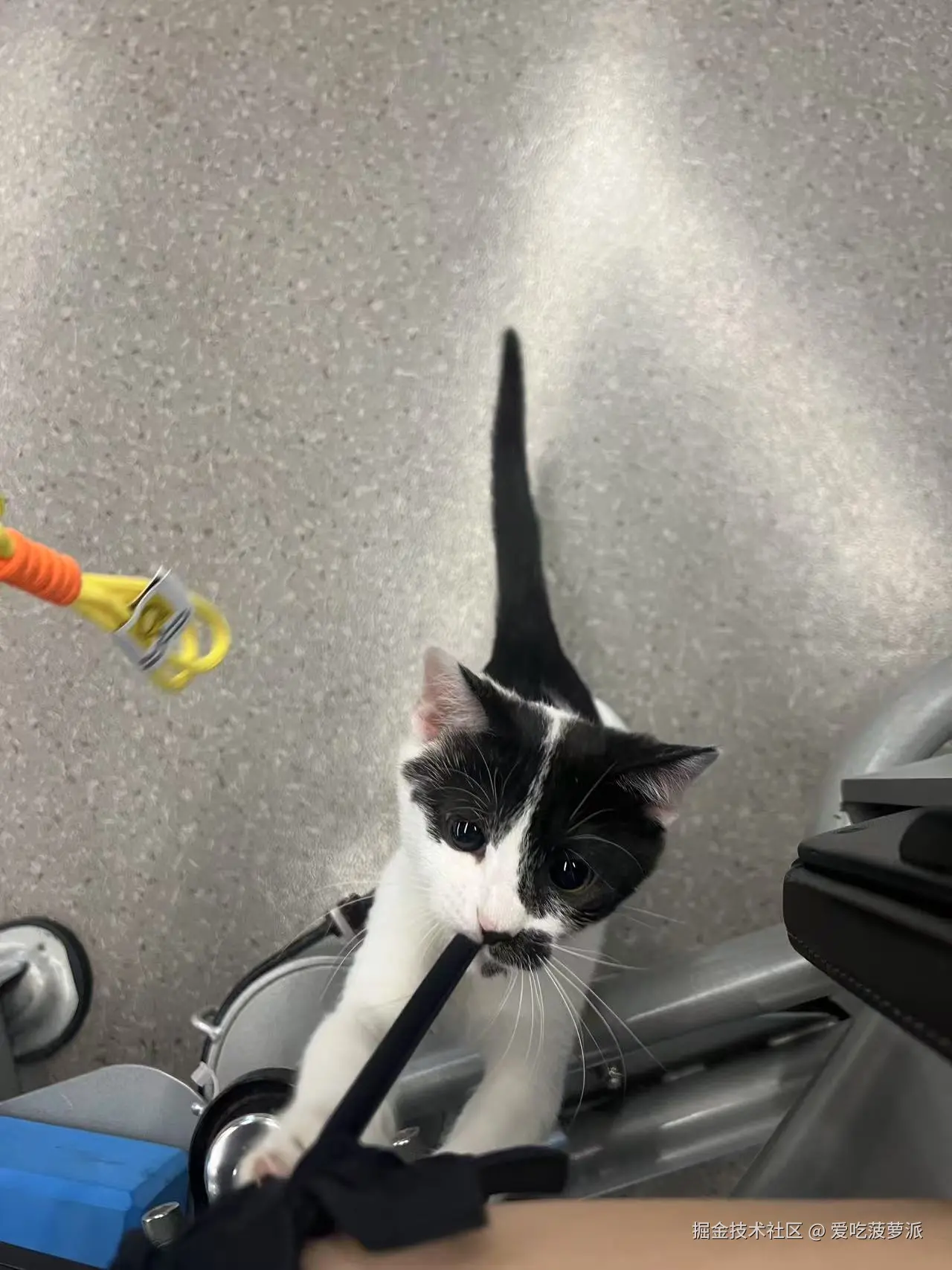 爱吃菠萝派于2025-06-30 11:11发布的图片