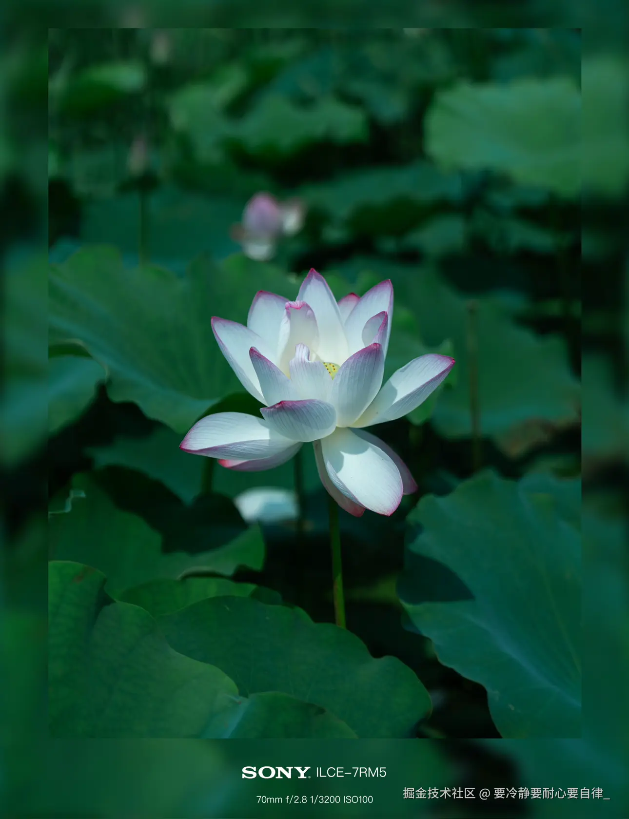 要冷静要耐心要自律_于2024-09-03 10:55发布的图片