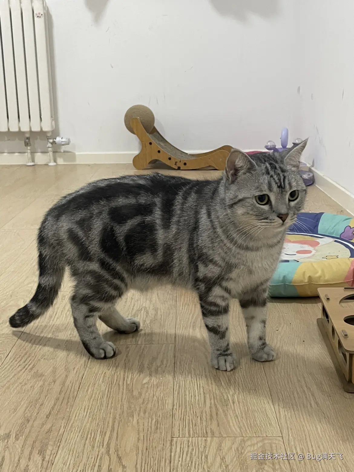 Bug满天飞于2024-10-09 16:13发布的图片