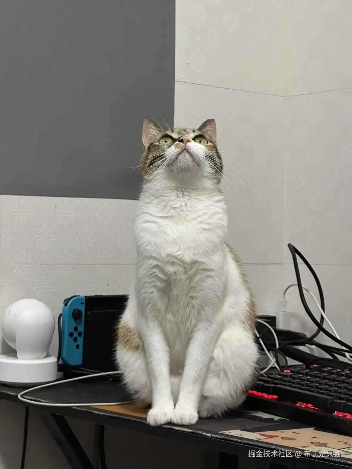 布丁是只猫于2025-06-18 17:07发布的图片