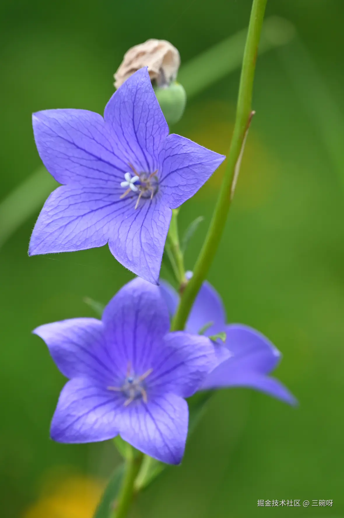 三碗呀于2025-08-11 09:51发布的图片