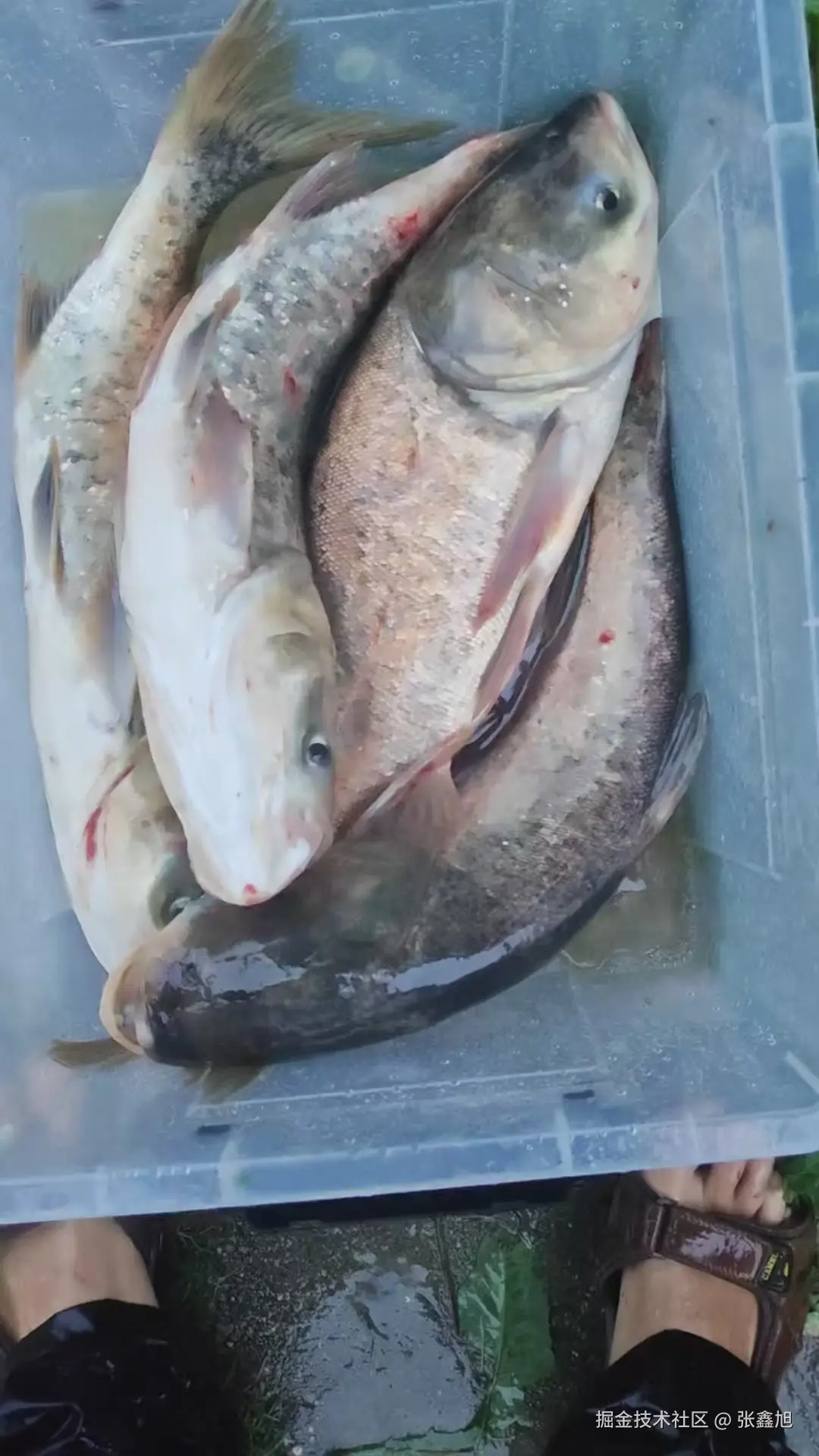 张鑫旭于2025-06-24 13:54发布的图片