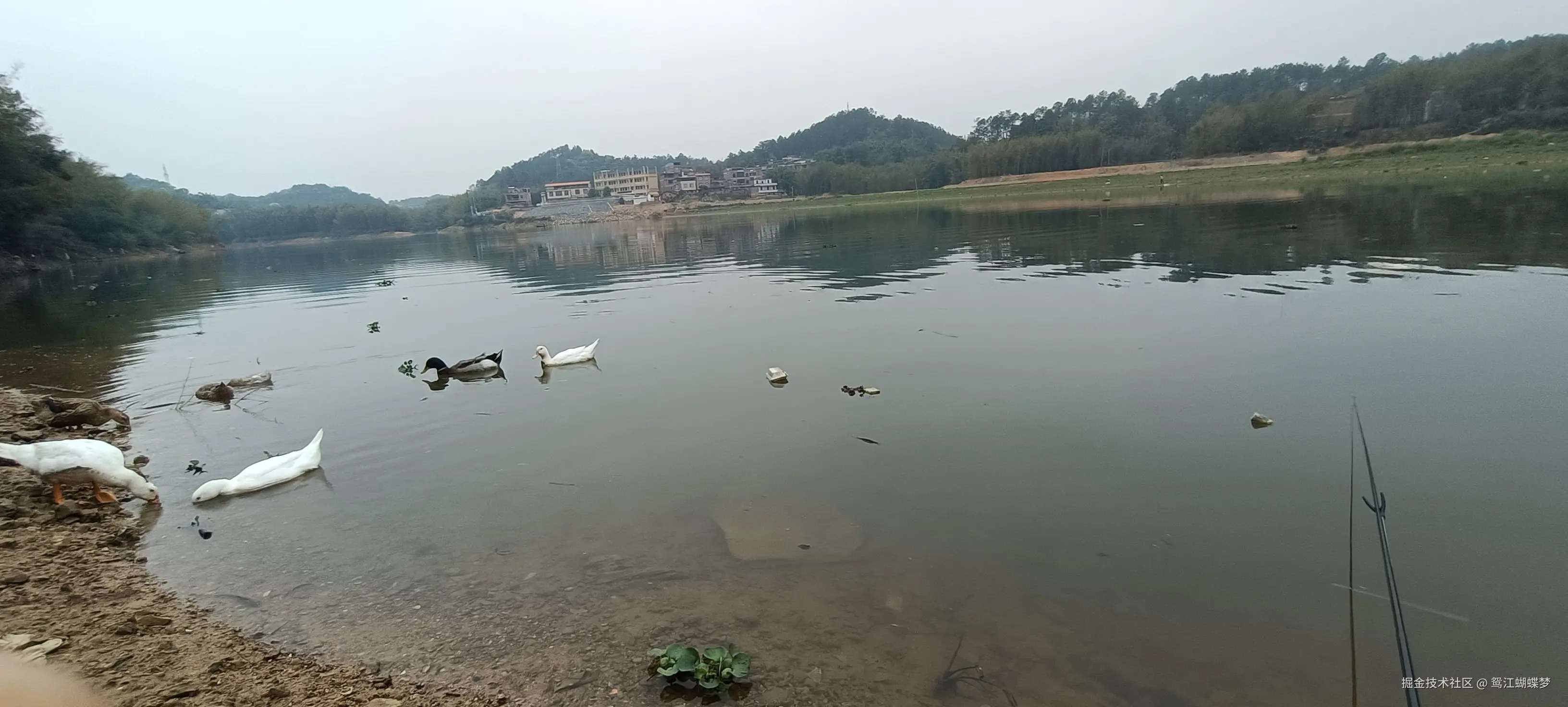 鸳江蝴蝶梦于2025-04-07 10:54发布的图片