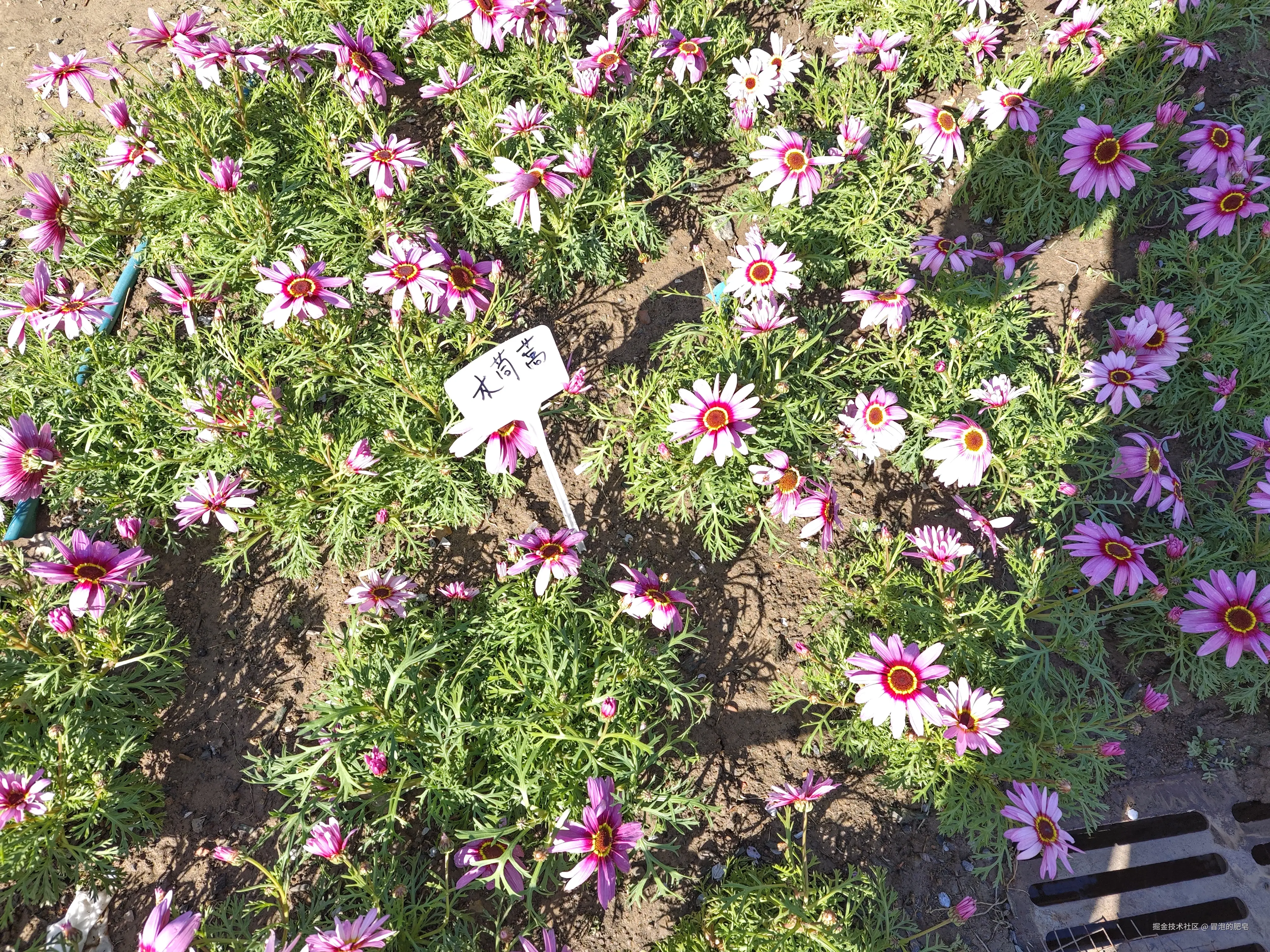 冒泡的肥皂于2025-04-05 11:12发布的图片