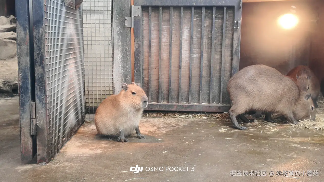 卖核弹的小蘑菇于2025-12-10 16:01发布的图片