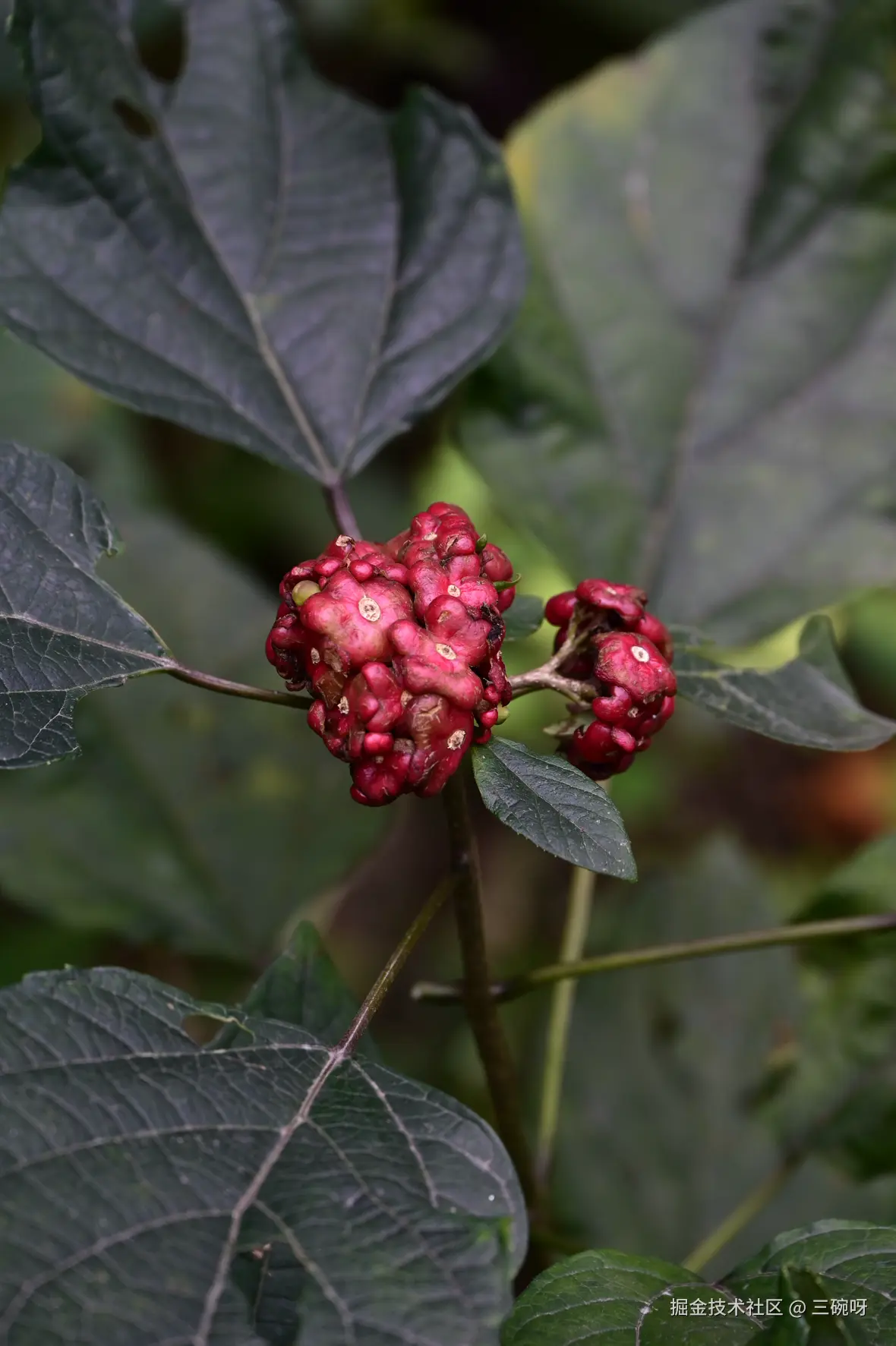 三碗呀于2025-12-01 09:17发布的图片