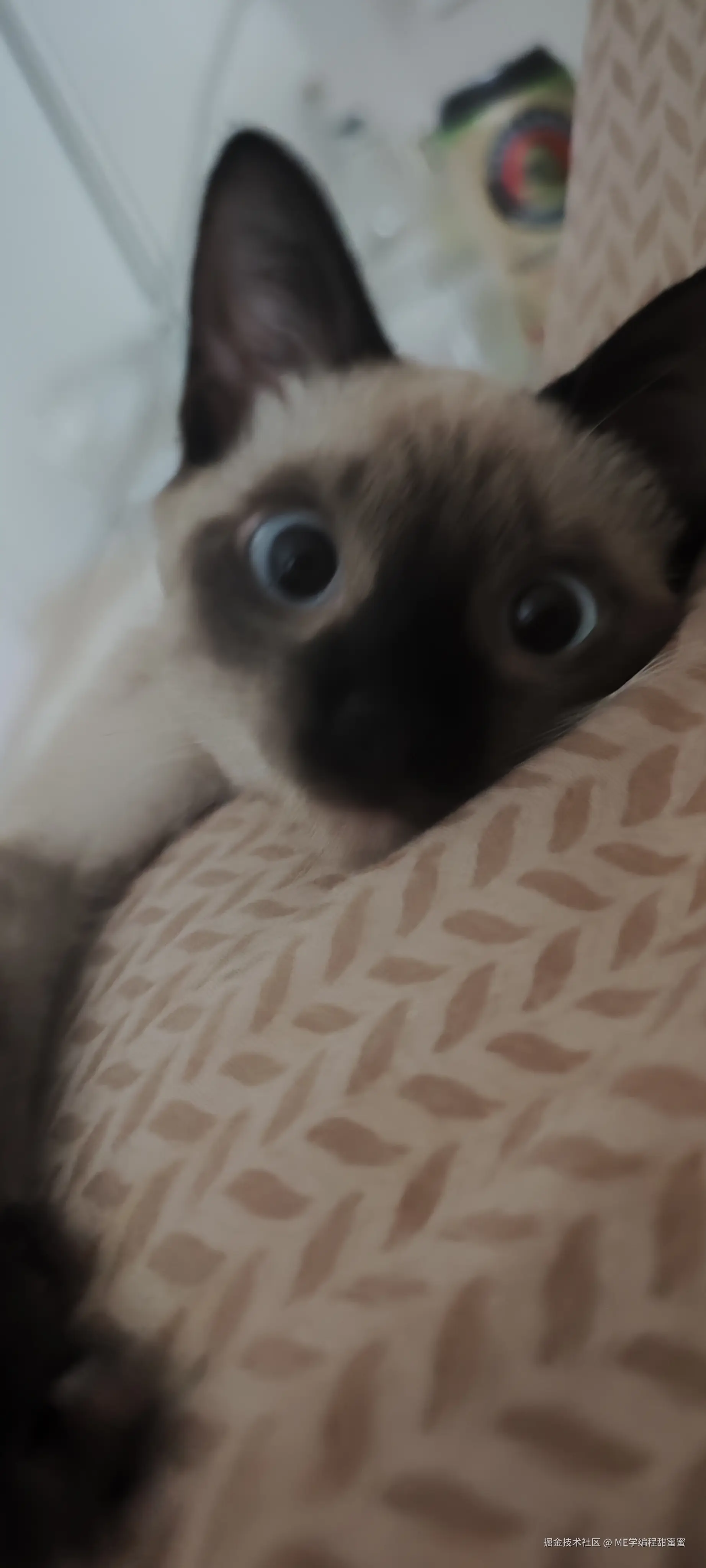 ME学编程甜蜜蜜于2024-07-18 16:20发布的图片