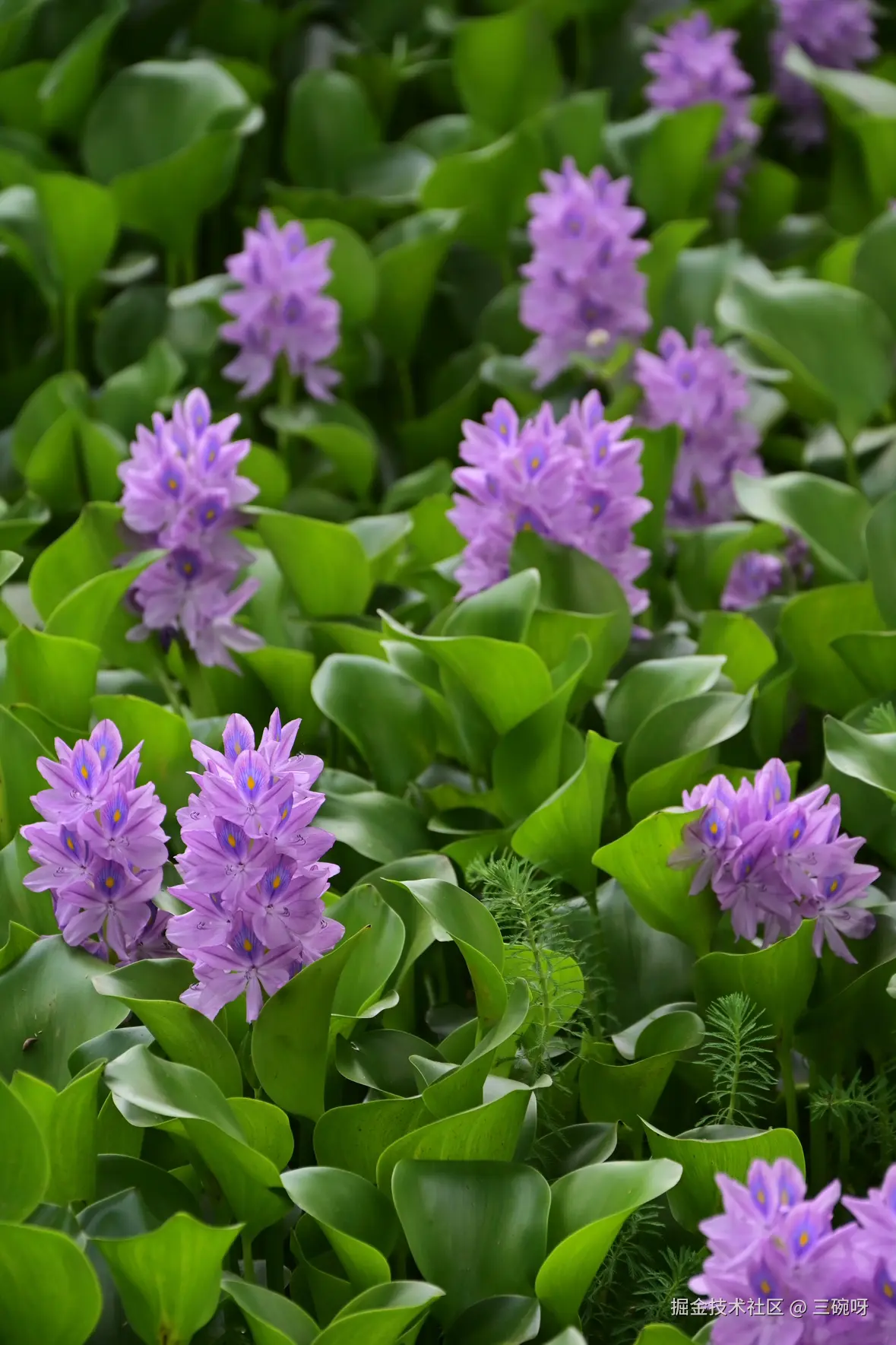 三碗呀于2025-06-23 10:33发布的图片