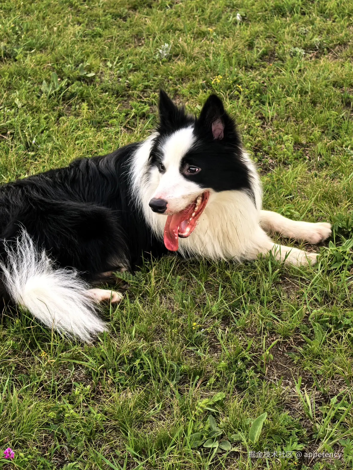 appetency于2024-12-31 16:23发布的图片