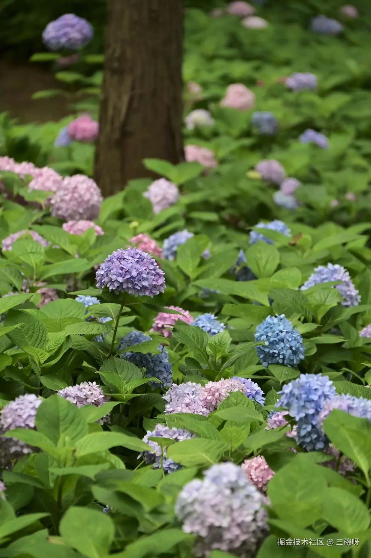 三碗呀于2025-06-03 10:05发布的图片