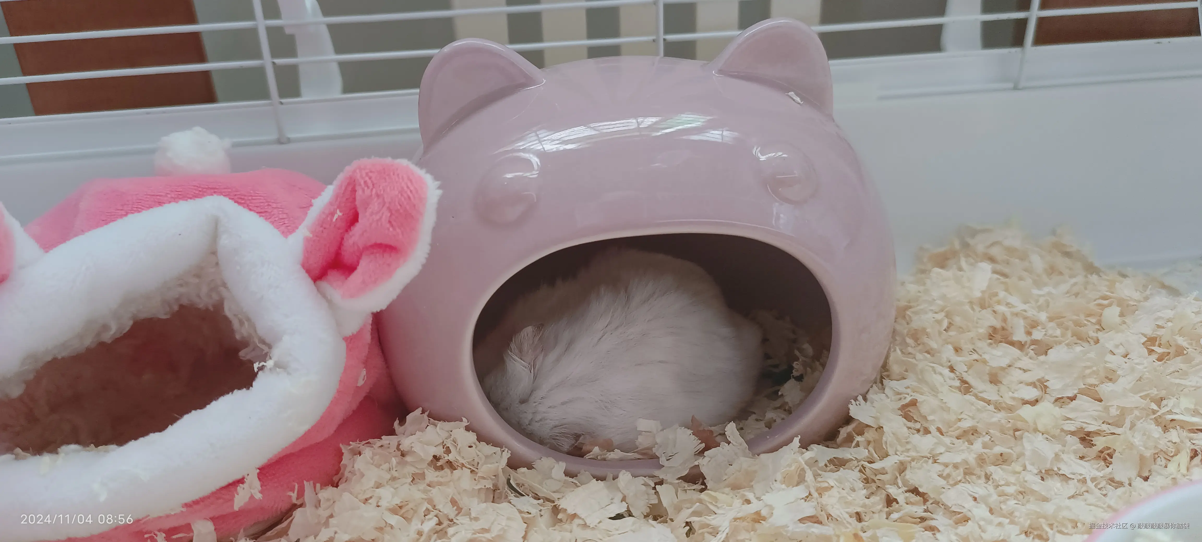 敲敲敲敲暴你脑袋于2024-11-04 15:39发布的图片