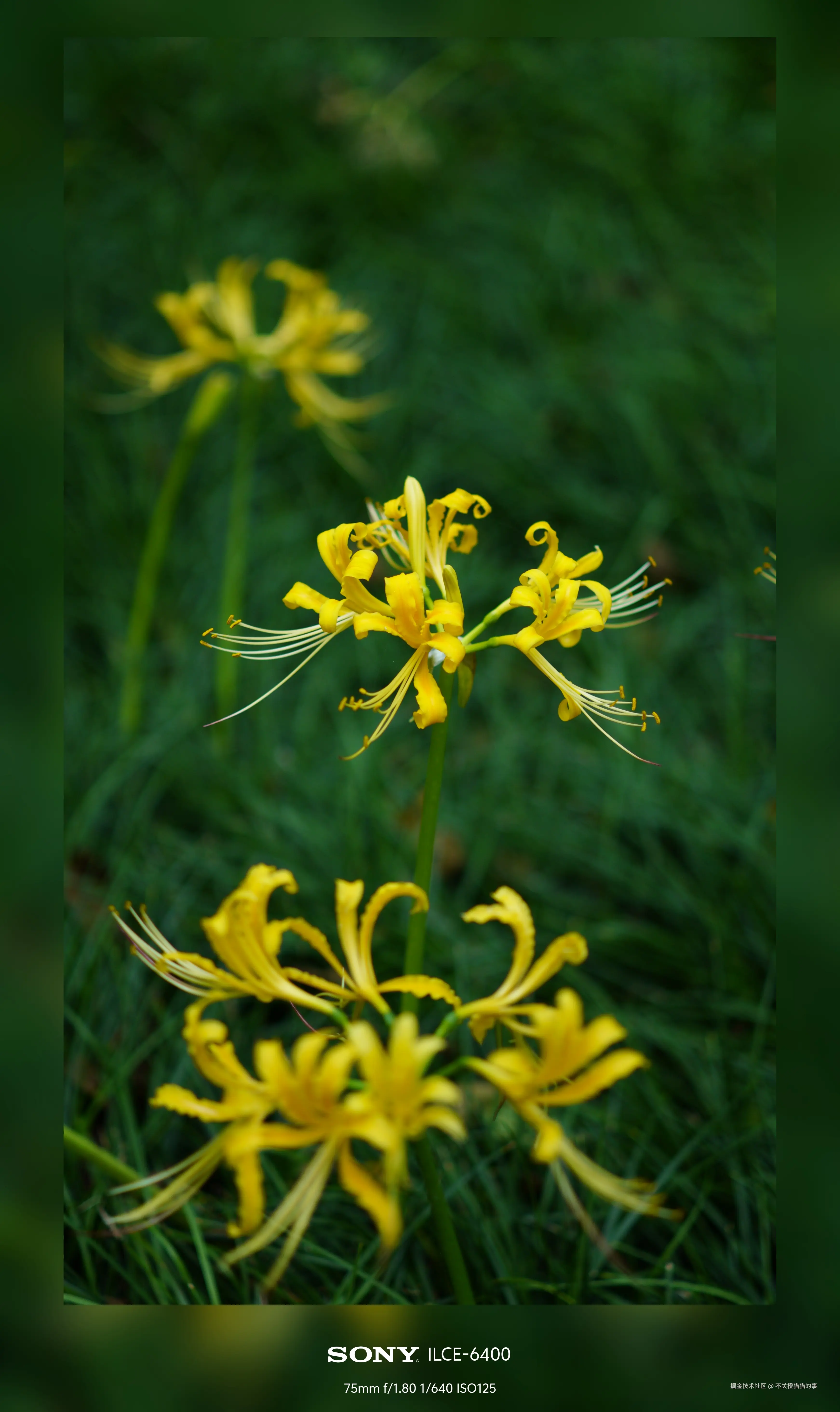 不关橙猫猫的事于2024-10-08 14:03发布的图片