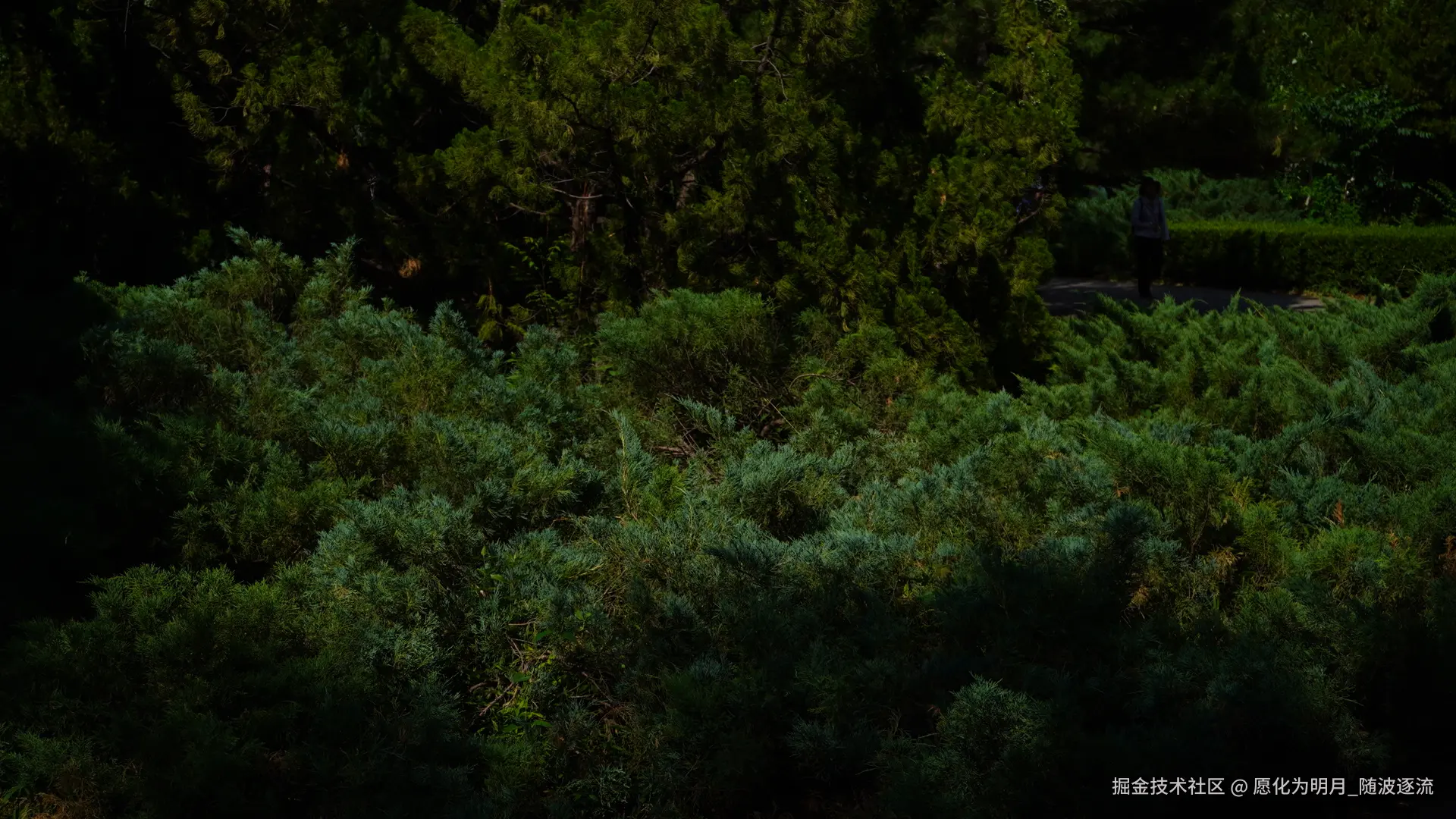 愿化为明月_随波逐流于2025-07-01 09:23发布的图片