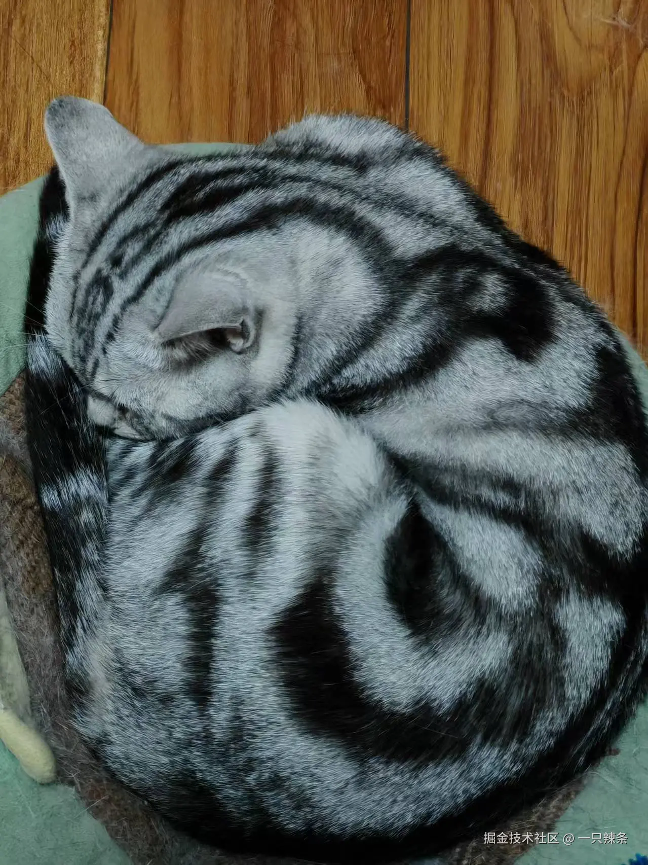 一只辣条于2025-05-15 11:28发布的图片