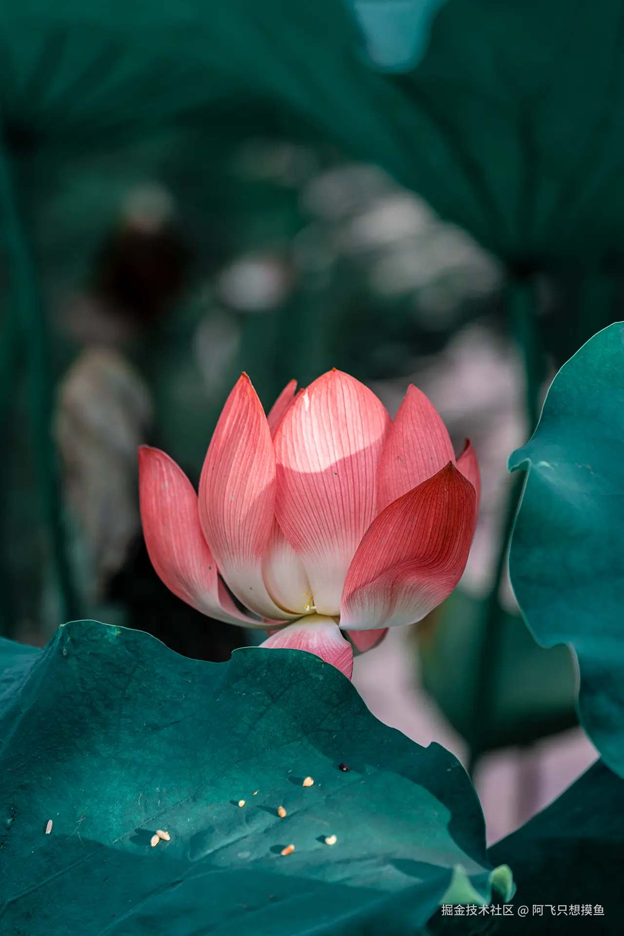 阿飞只想摸鱼于2025-07-16 10:21发布的图片