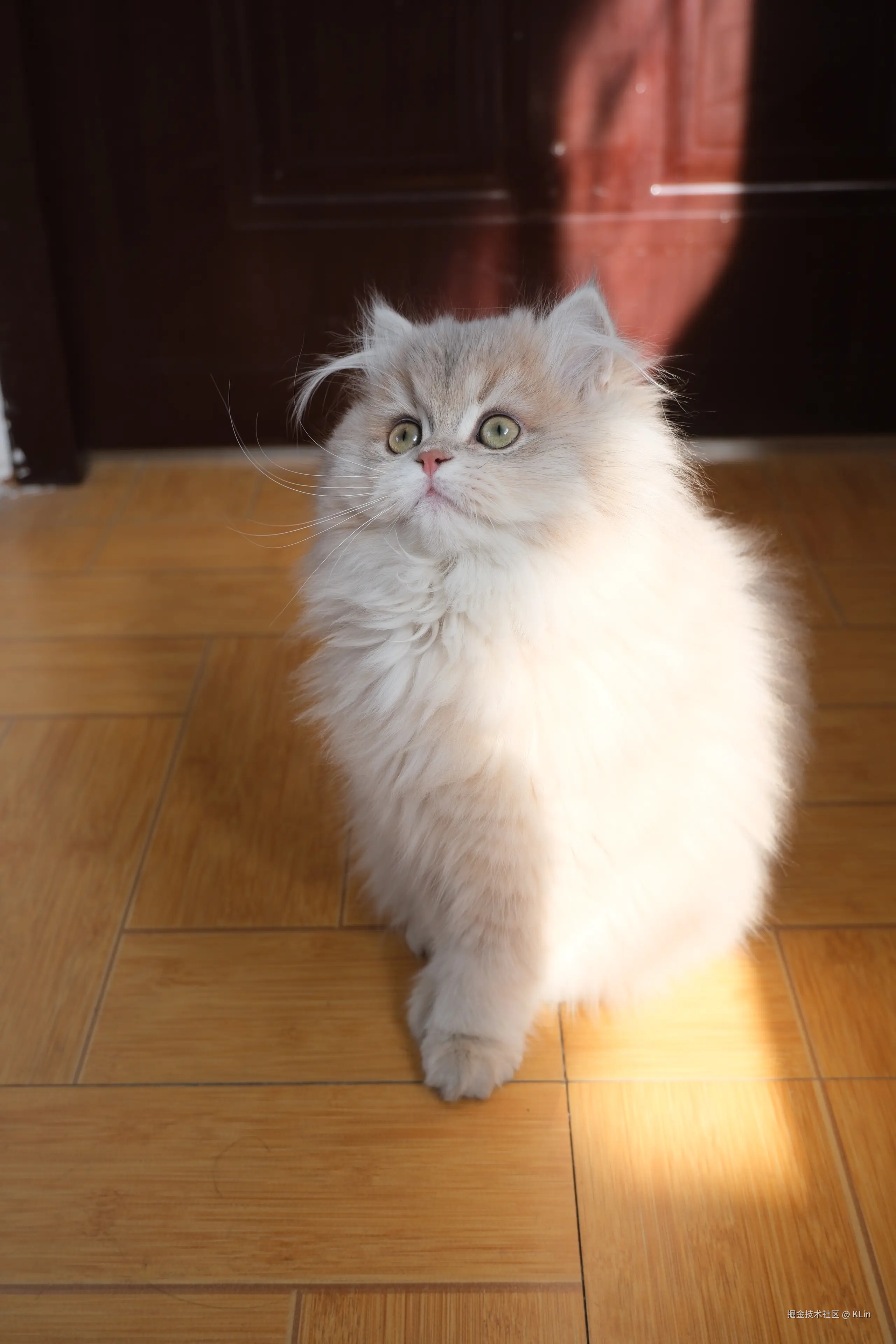 KLin于2026-04-03 15:16发布的图片