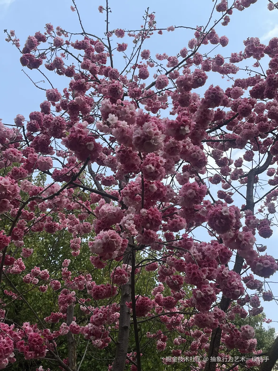 抽象行为艺术一级选手于2026-03-09 09:42发布的图片