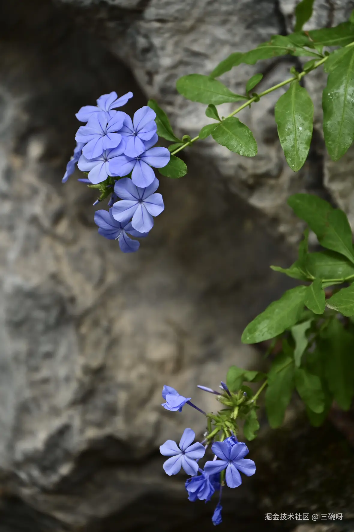 三碗呀于2025-05-26 02:33发布的图片