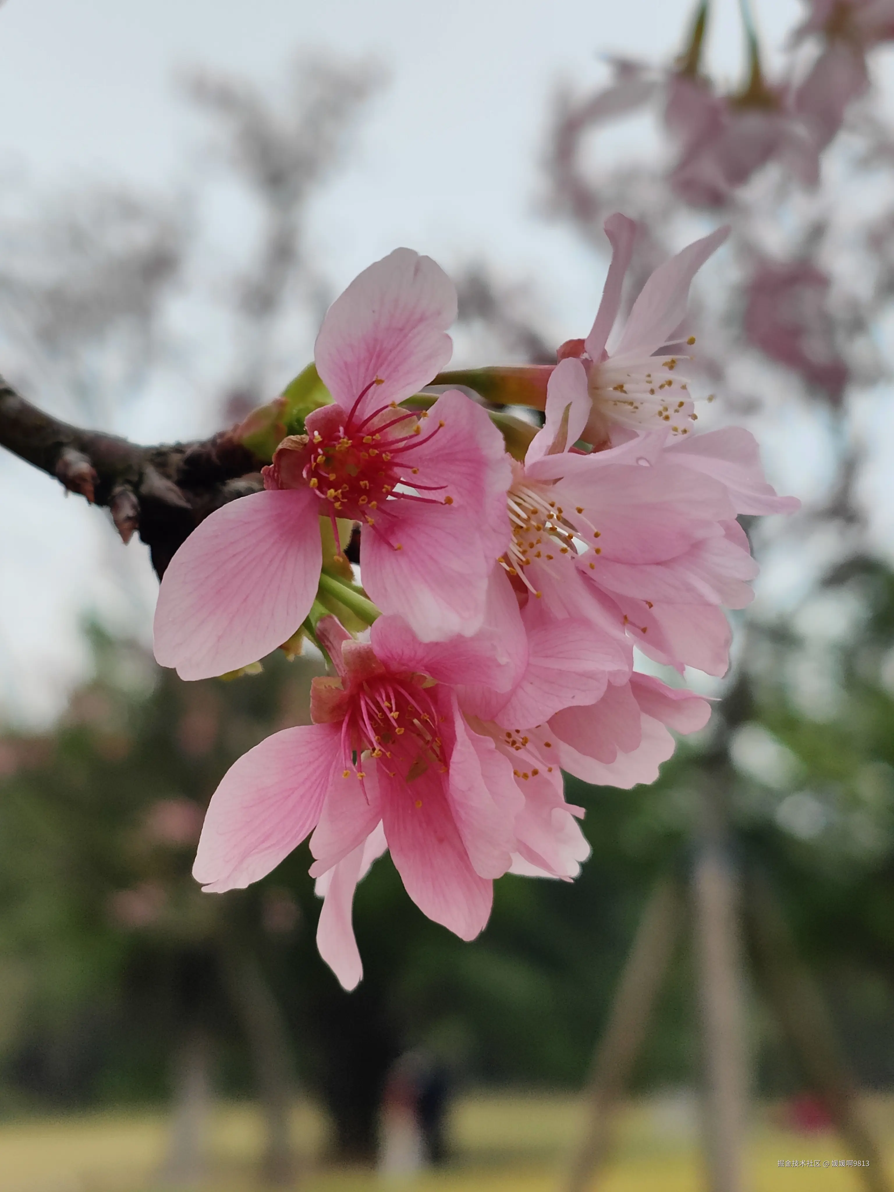 媛媛啊9813于2026-03-22 11:10发布的图片