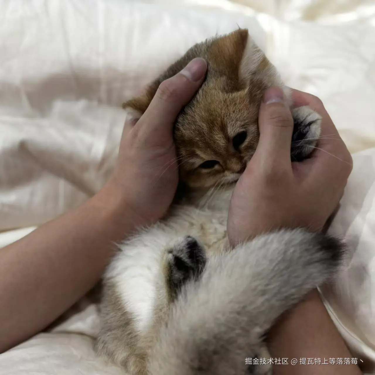 提瓦特上等落落莓丶于2024-11-04 08:47发布的图片