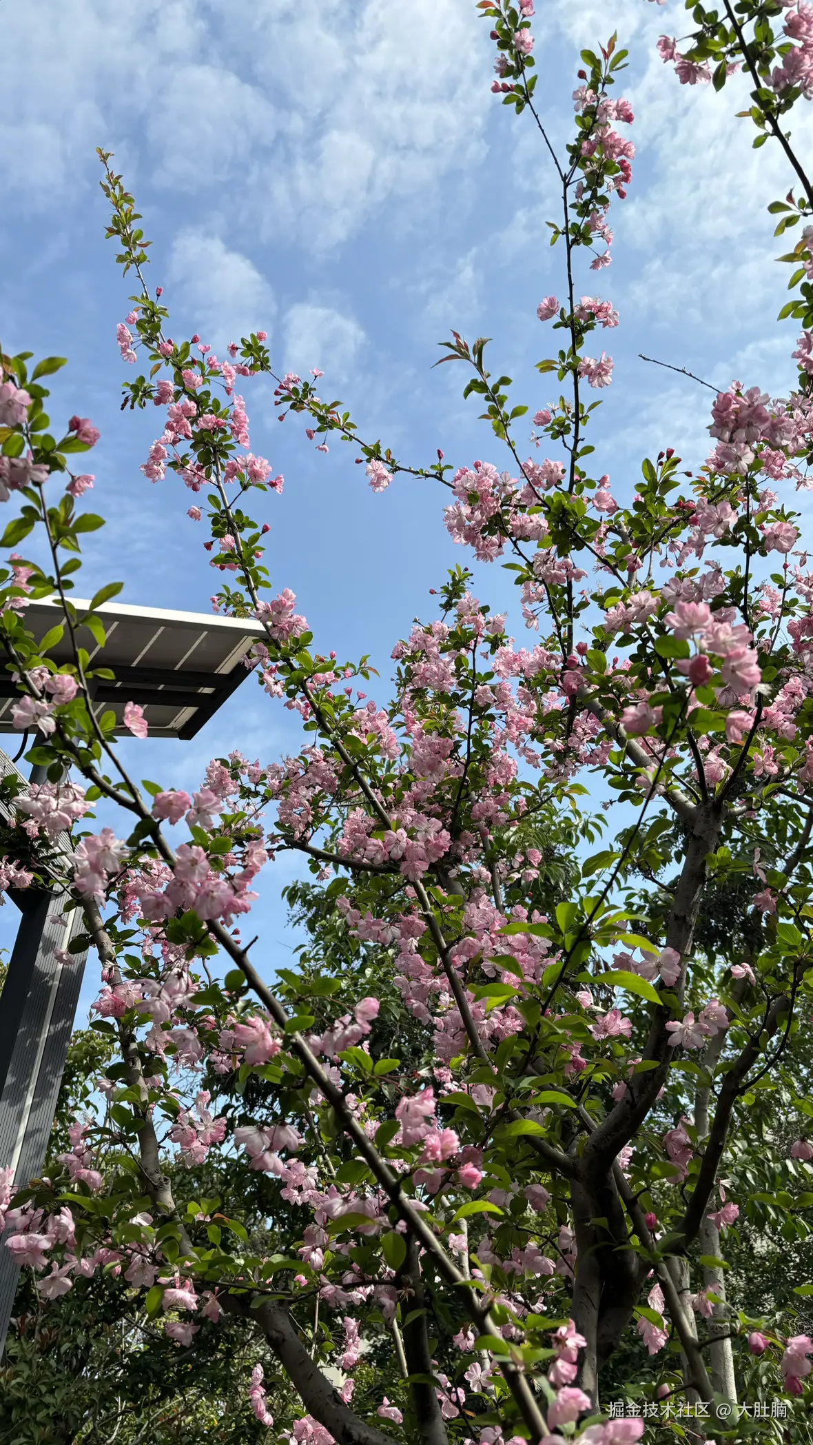 大肚腩于2026-03-30 11:57发布的图片